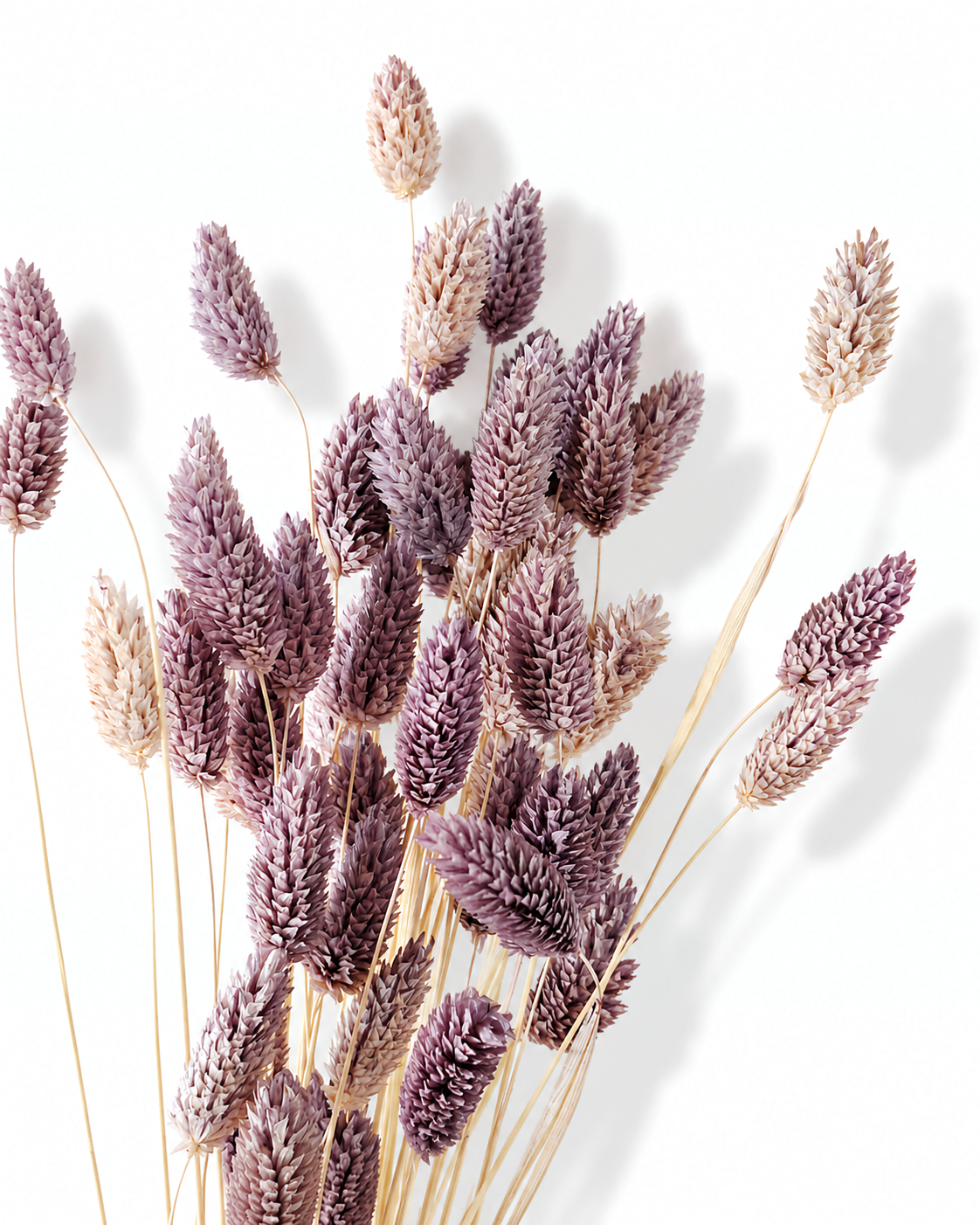 Close-up shot of soft purple dried Phalaris seed heads showing rich mauve texture on a white background.
