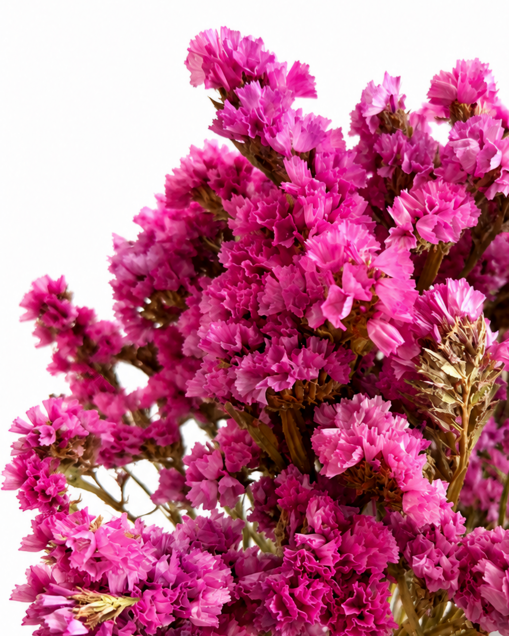 Hastes de Estátice Cor-de-Rosa Brilhante