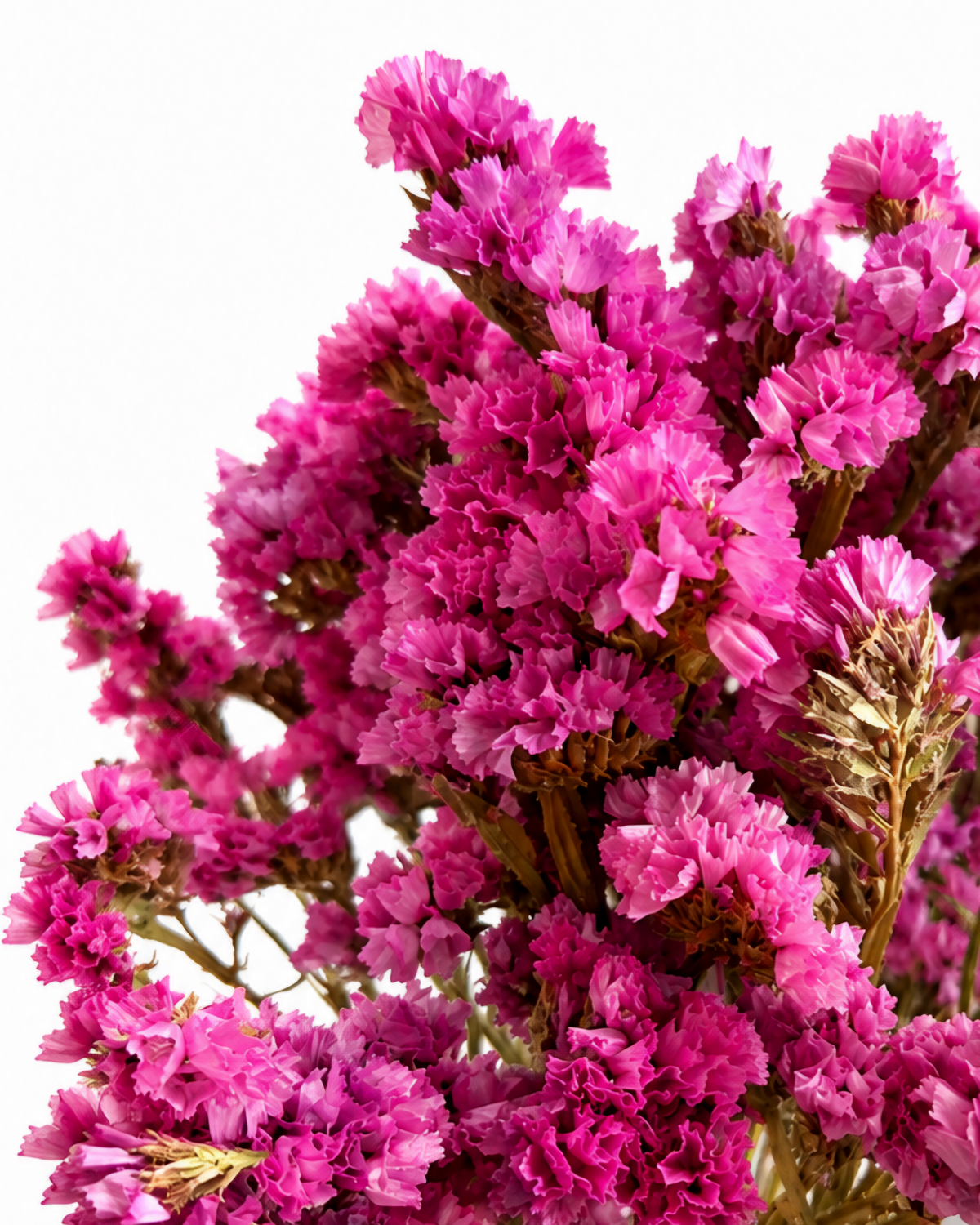 Hastes de Estátice Cor-de-Rosa Brilhante