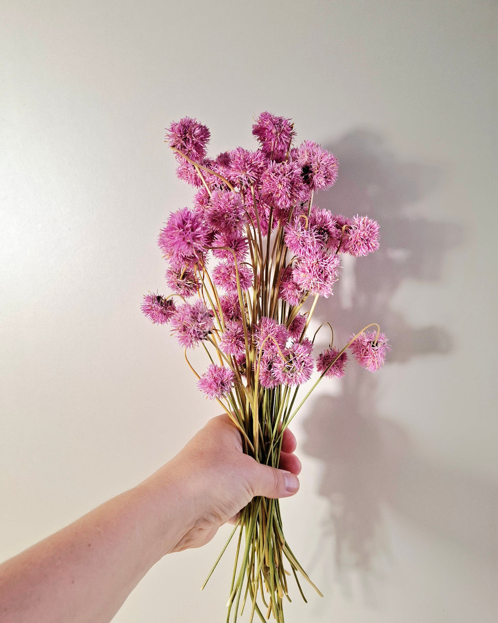 Pink Gomphrena Stems