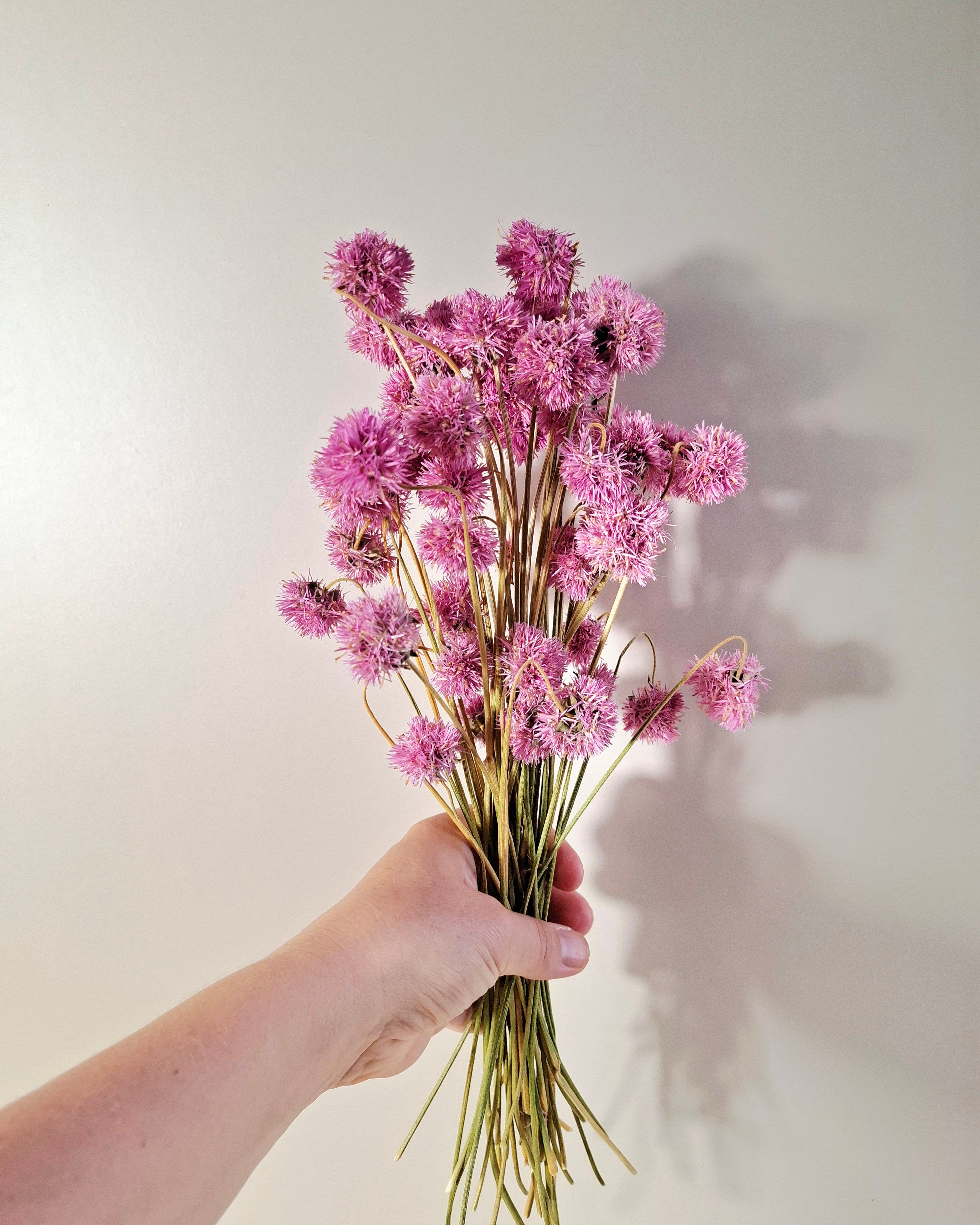 Pink Gomphrena Stems