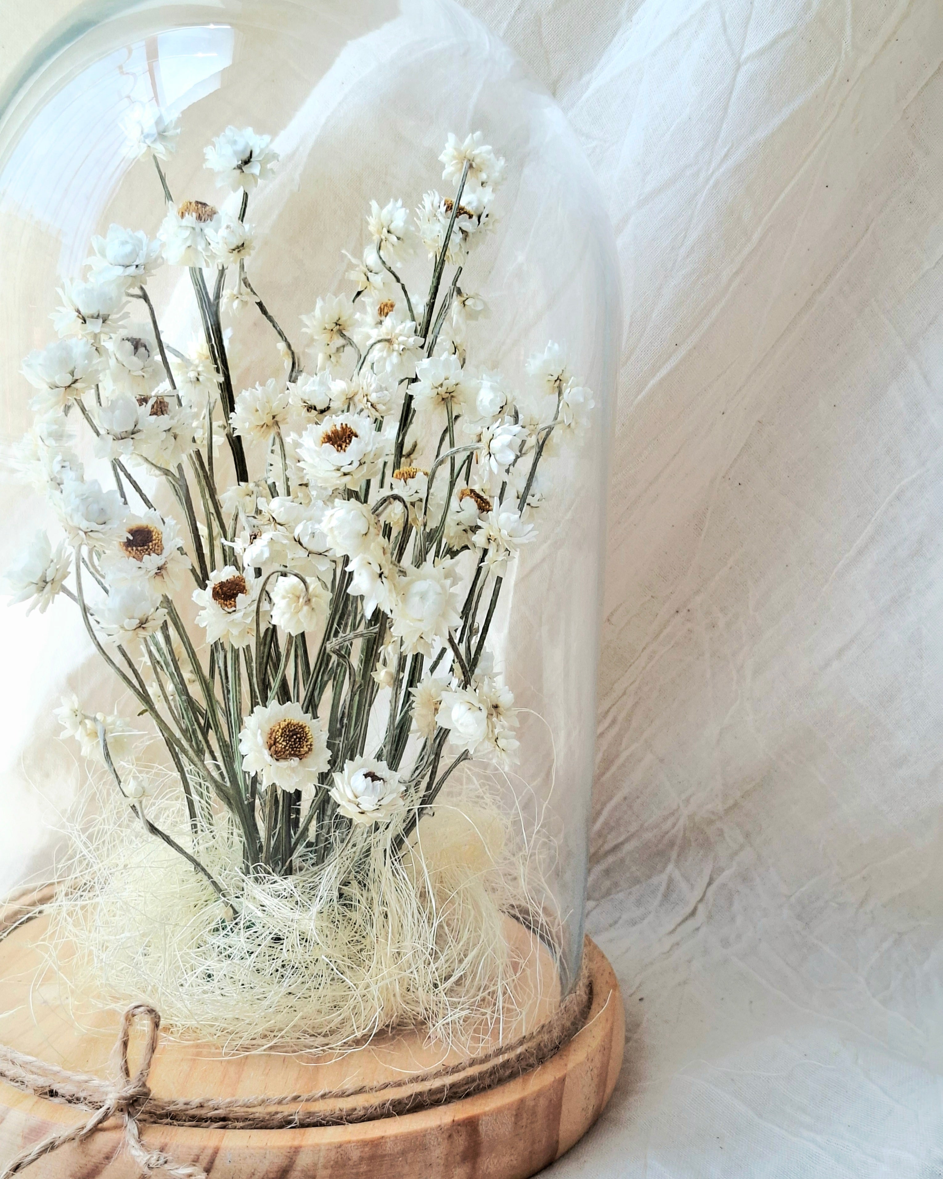 White Preserved Ammobium Under Glass Dome
