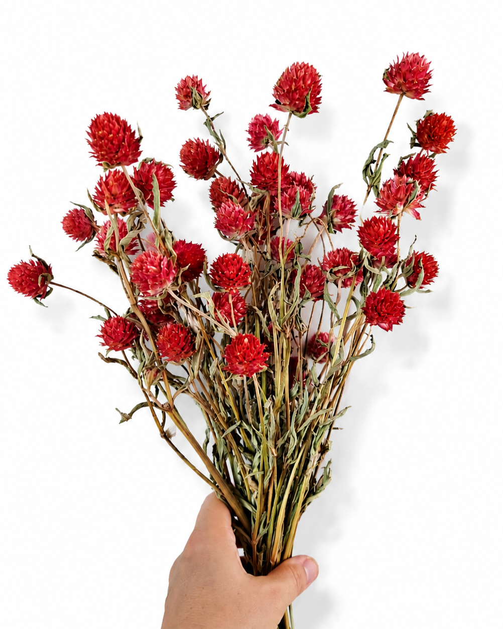 Red Dried Gomphrena Stems