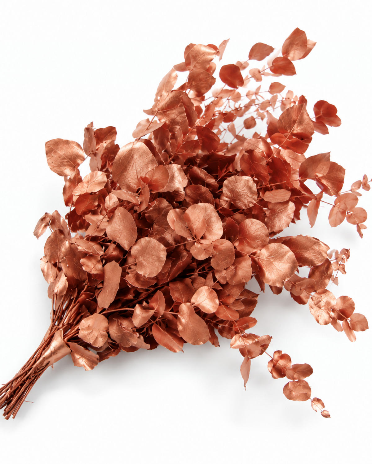 Preserved Metallic Copper Eucalyptus Bunch - Stuartiana - 120-150 g / 60 cm