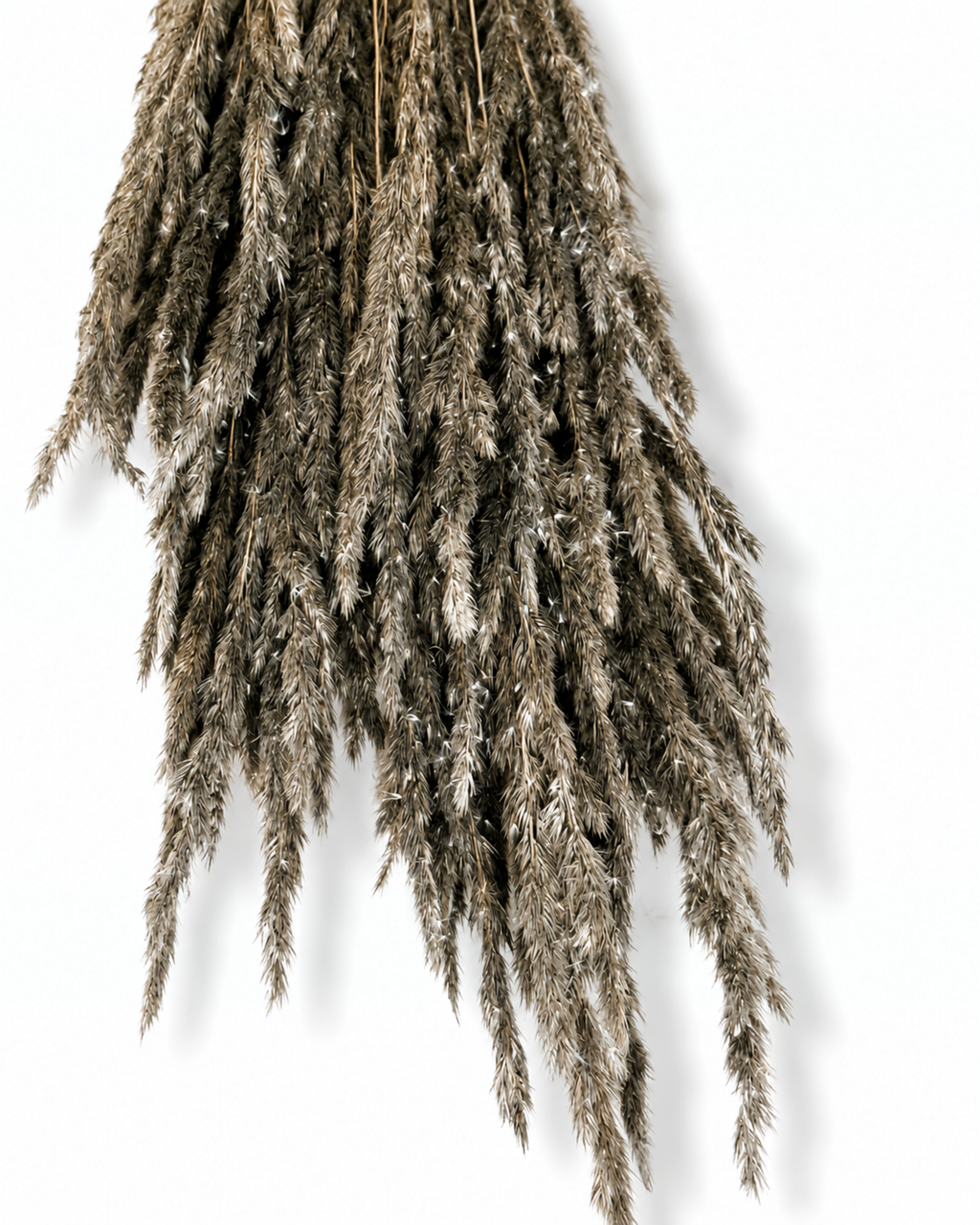 Overhead close-up of a tied bundle of 50 dried black Calamagrostis stems hanging downwards against a white backdrop, showing soft graphite-colored feathery plumes.
