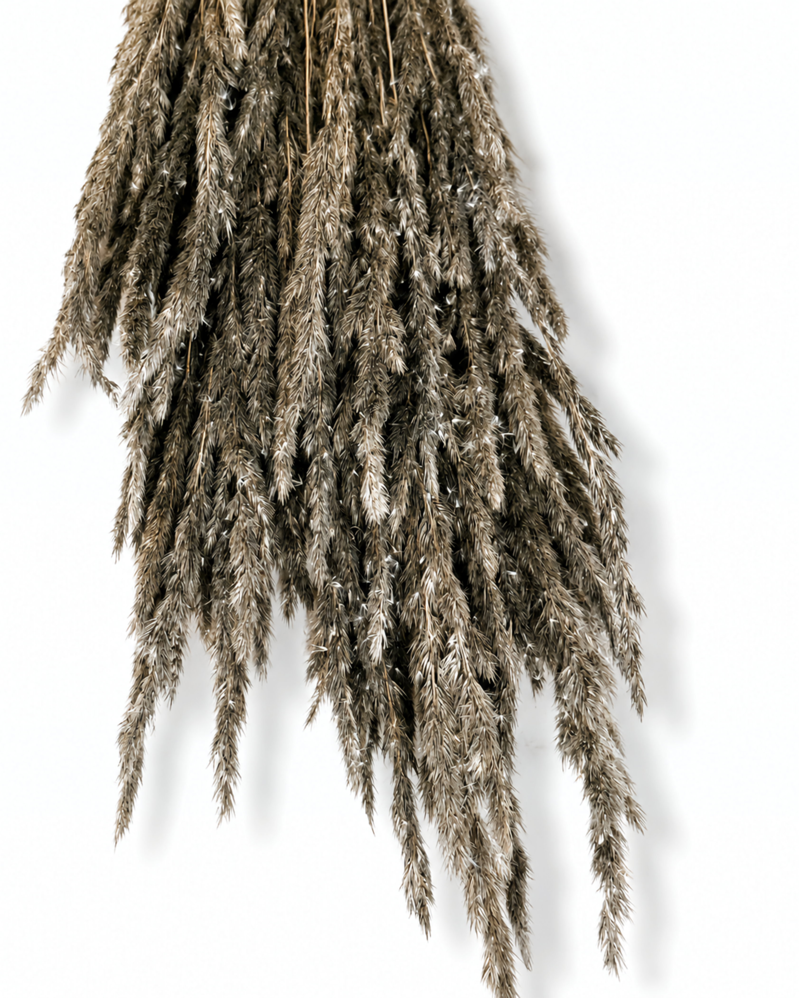 Overhead close-up of a tied bundle of 50 dried black Calamagrostis stems hanging downwards against a white backdrop, showing soft graphite-colored feathery plumes.
