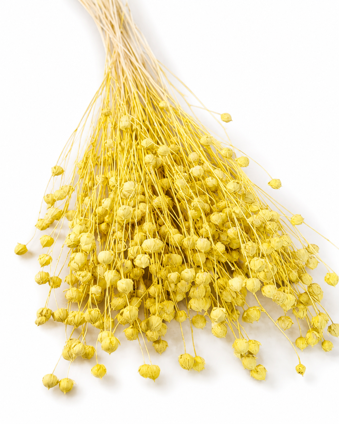 Yellow Dried Flax Stems