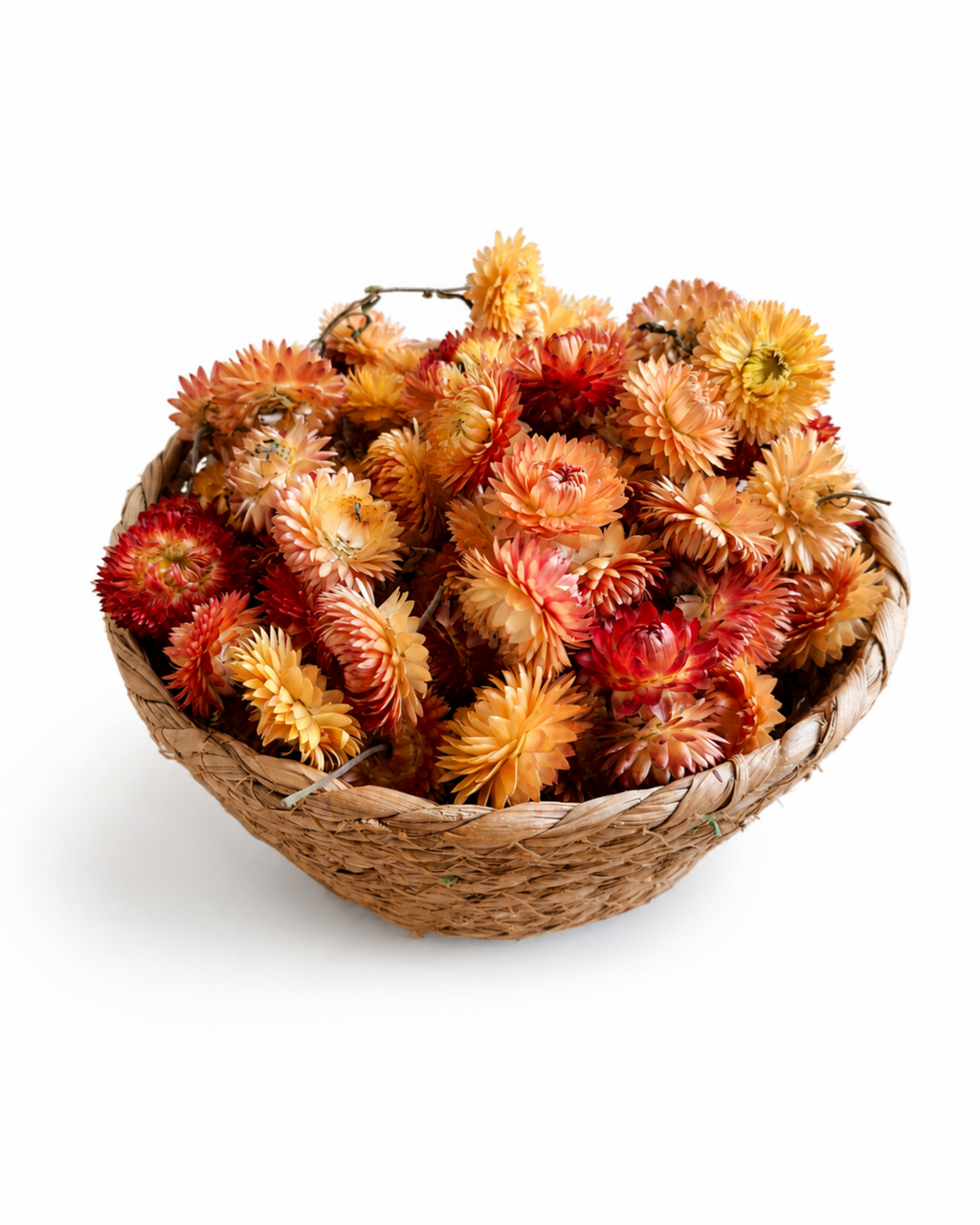Side perspective view of a collection of bright orange and red dried Helichrysum flower heads.
