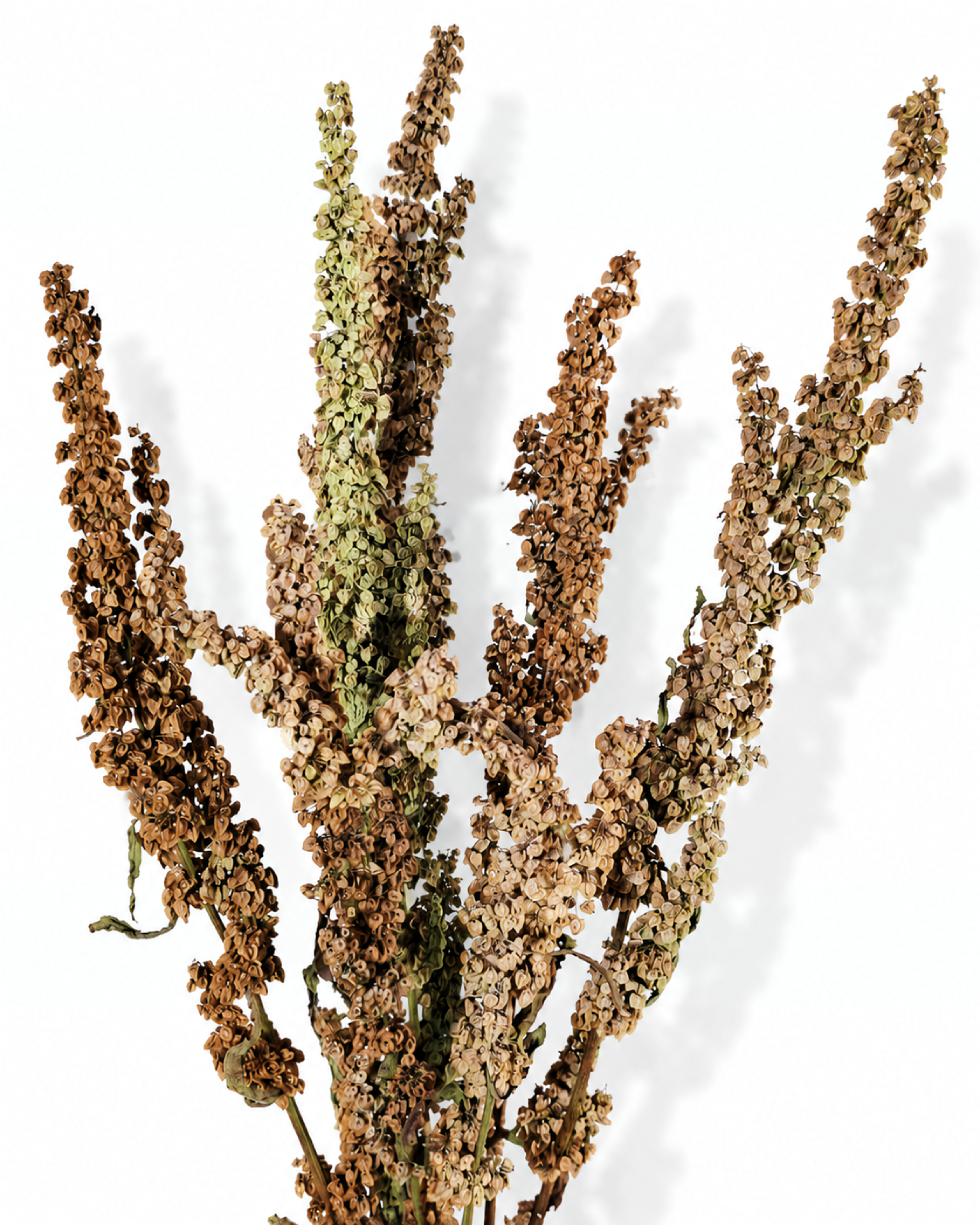 Neutral Dried Flower Bouquet