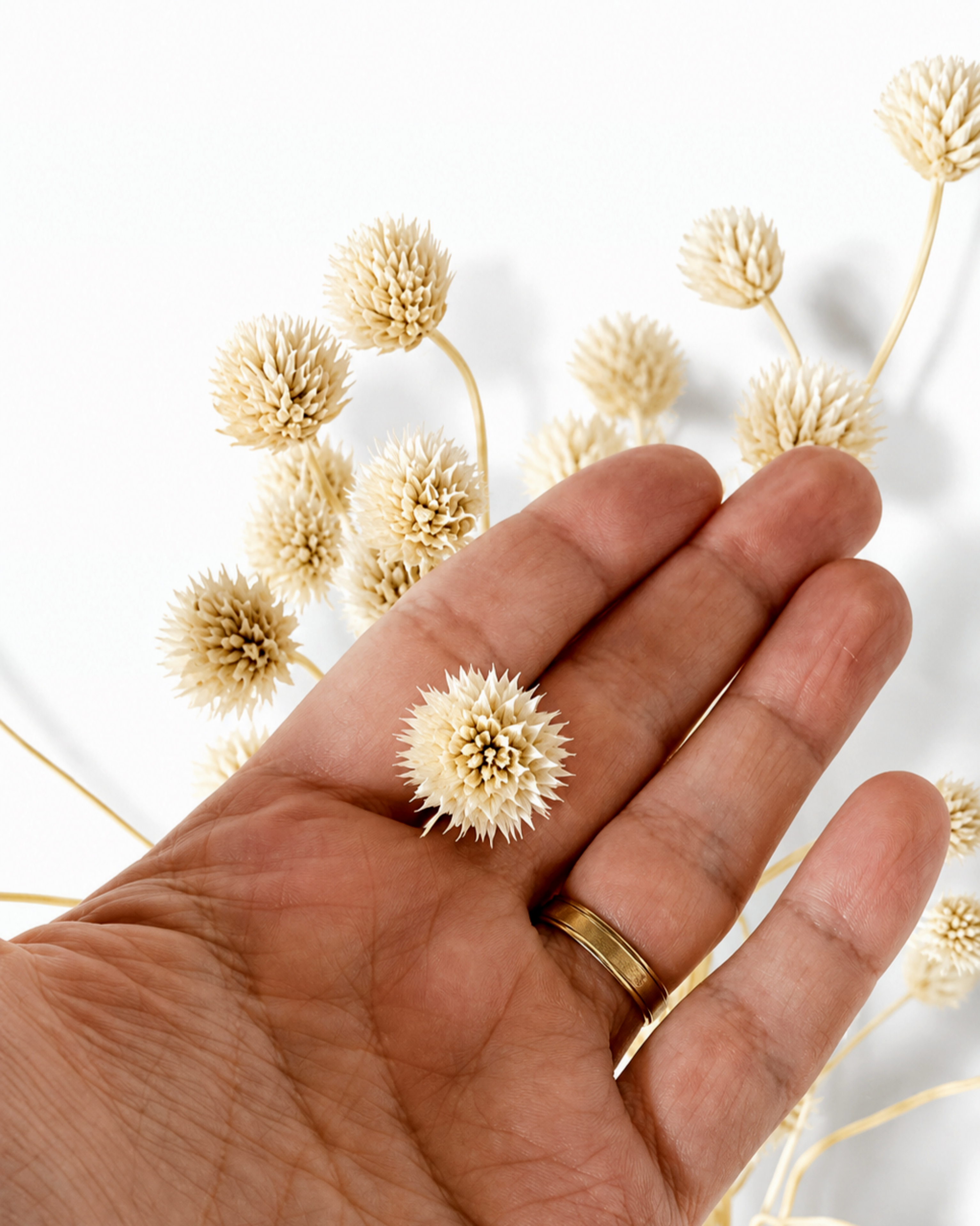 Close-up of a single dried Cephalaria flower head held in hand showing size, texture, and cream color details.

