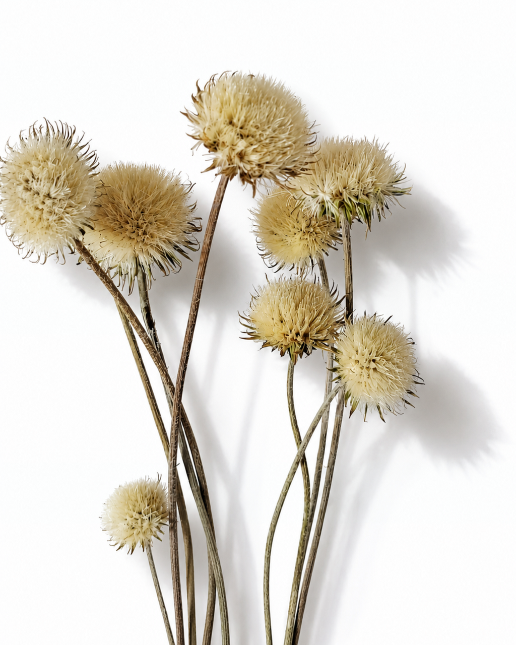 Close-up view of natural beige dried thistle stems with rounded flower heads on a plain white background.

