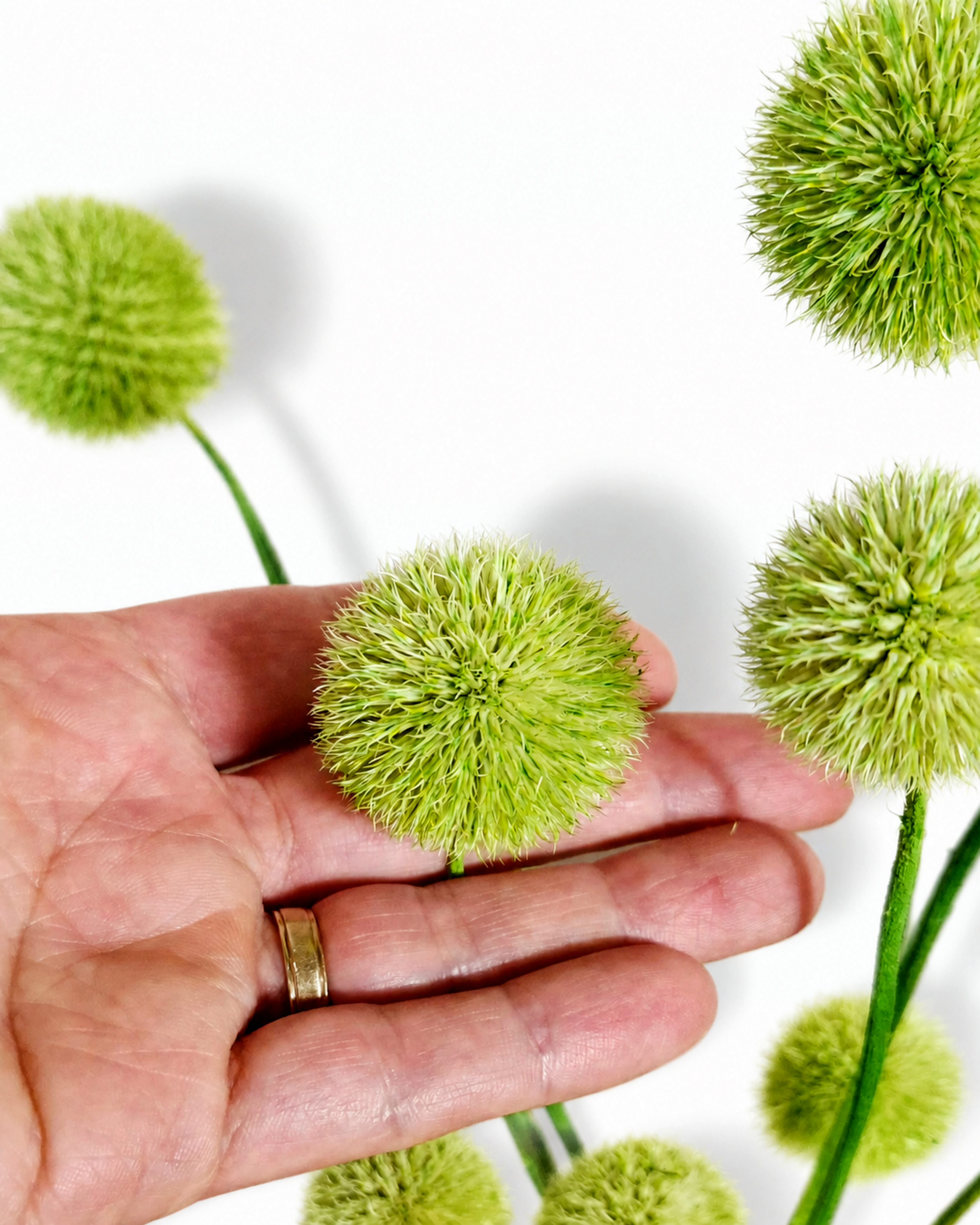 A hand holding a bright green spherical echinops globe thistle flower head to show scale.
