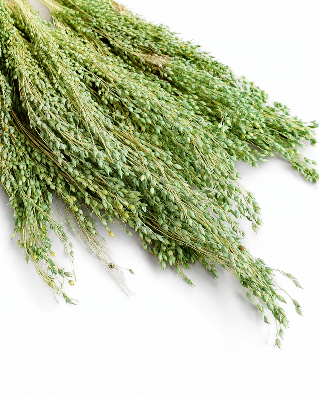 Flat lay display of green dried Panicum millet bundle highlighting dense seed head structure.

