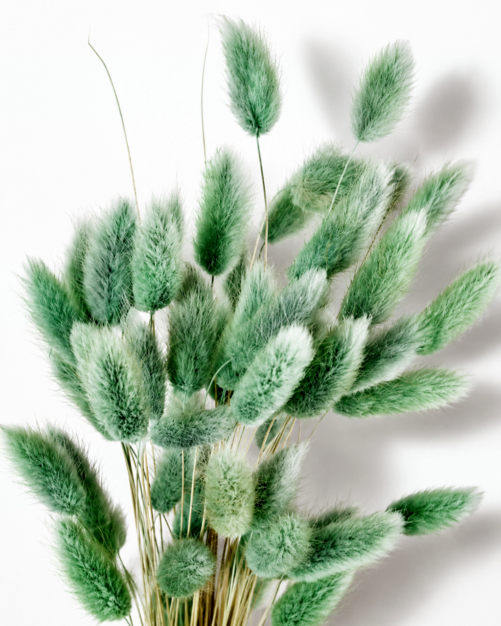 Olive Green Lagurus Stems