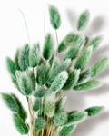 Olive Green Lagurus Stems