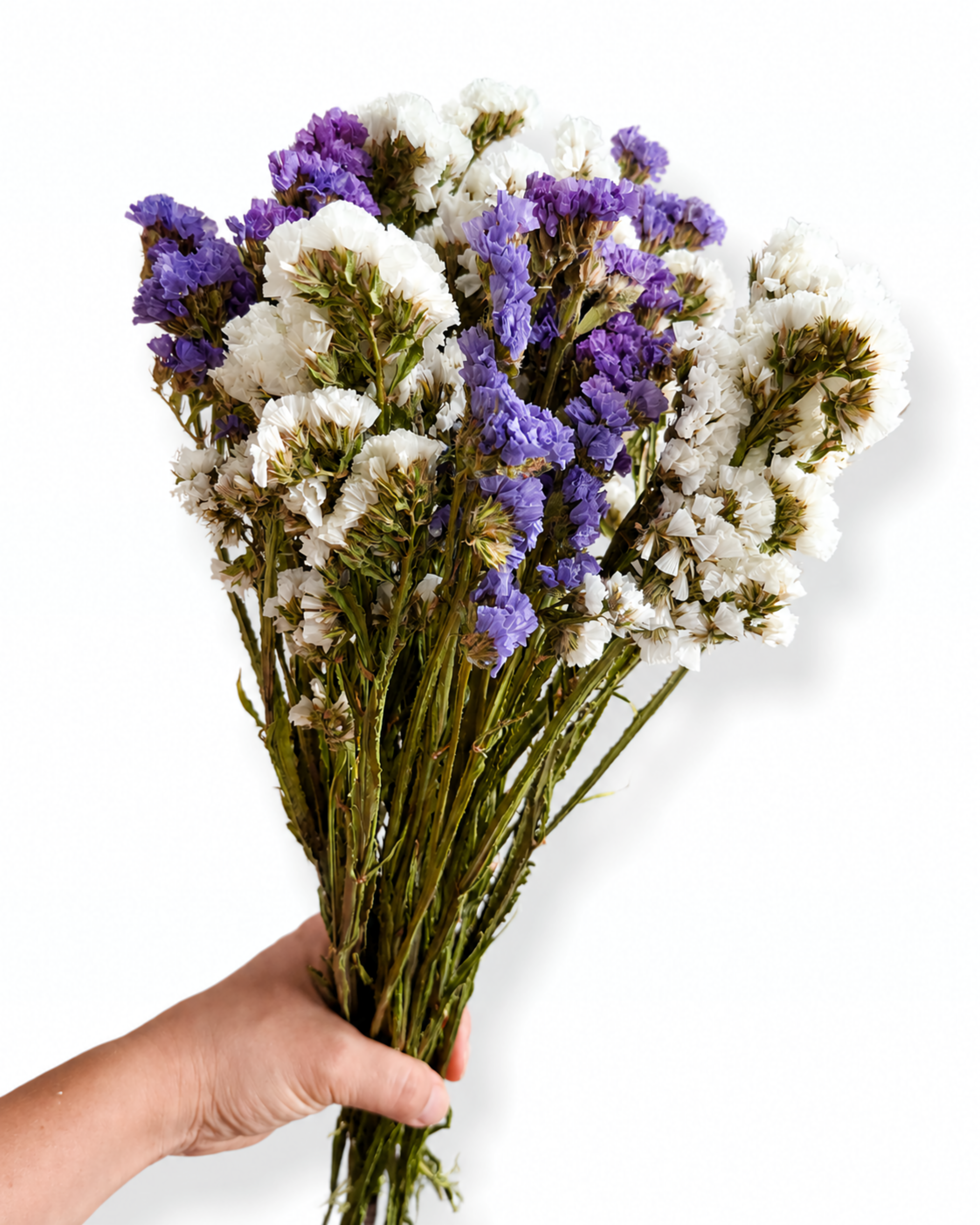 Purple and White Statice Stems