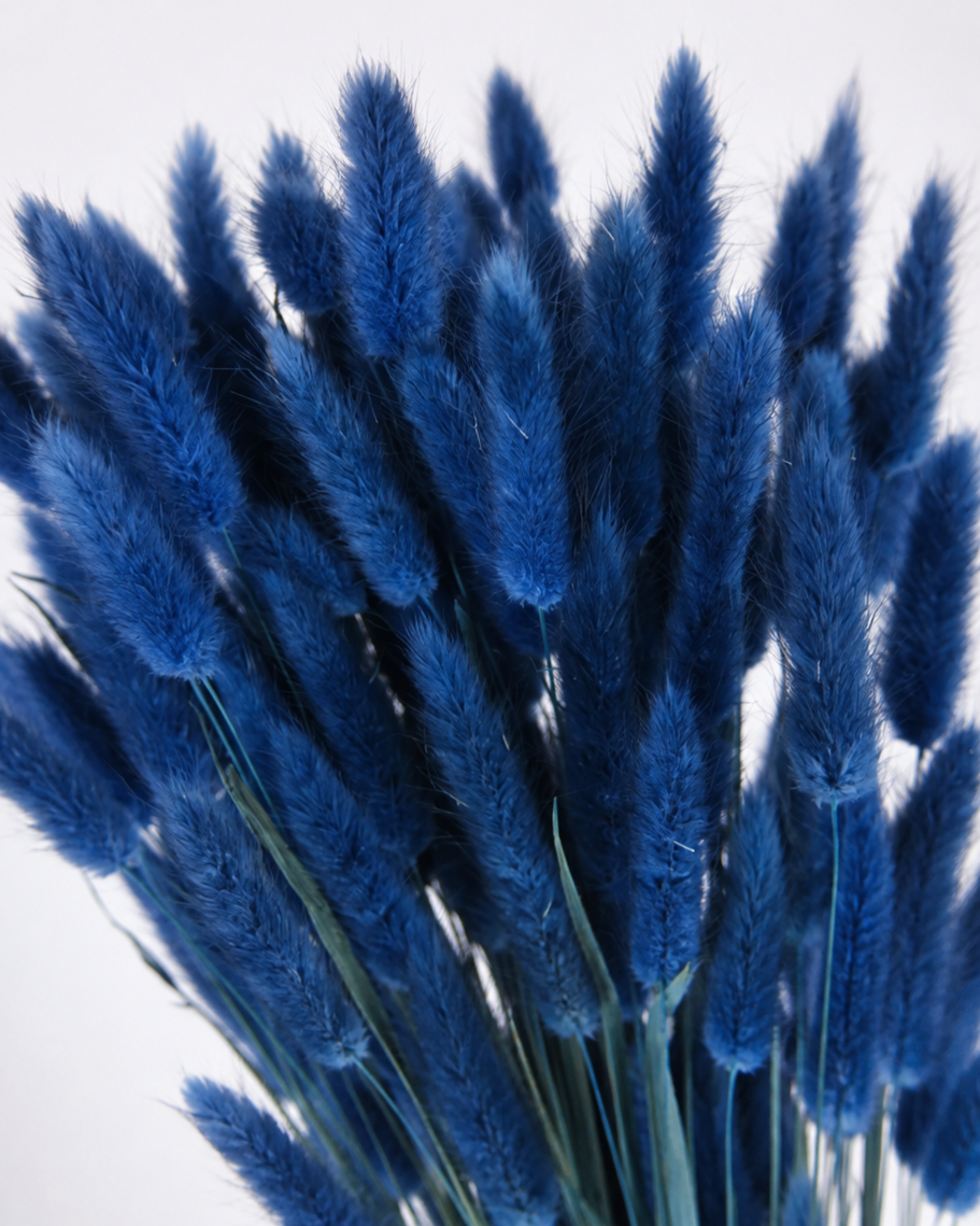 Cobalt blue Bunny Tail Grass
