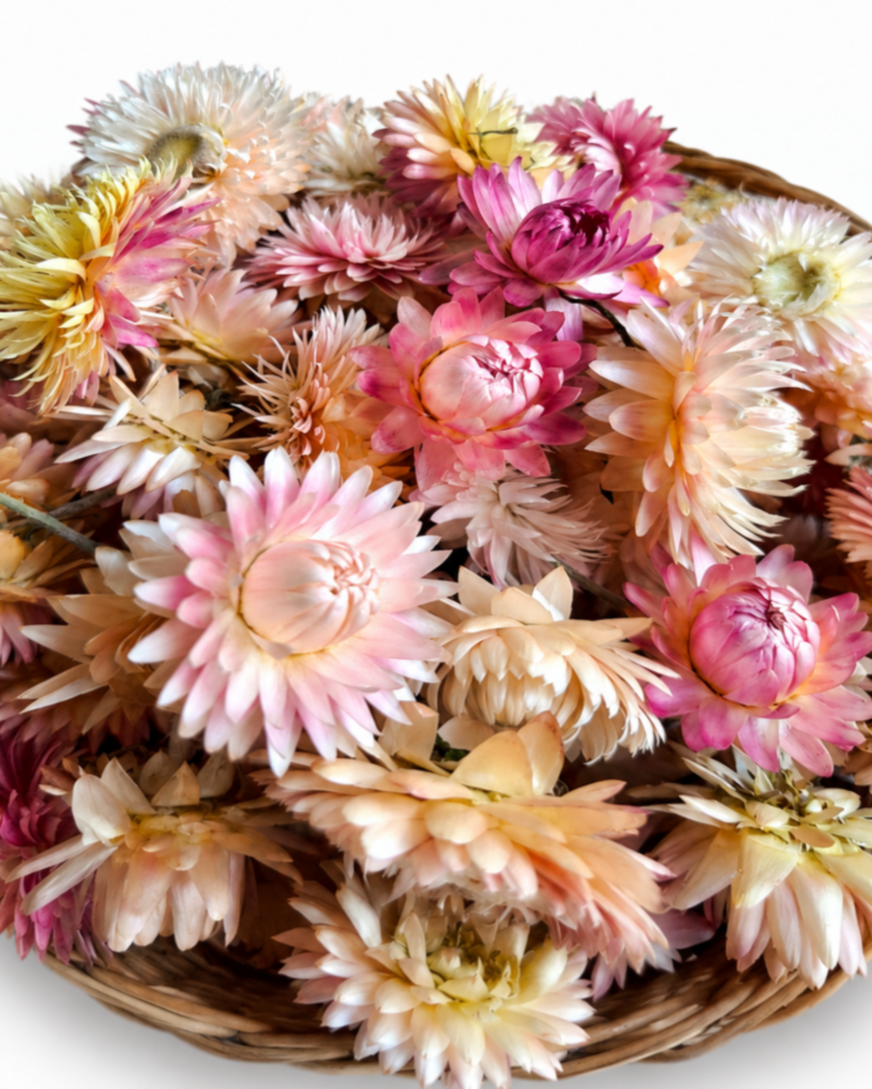 Macro detailed shot showing natural paper-like petals of pink dried Helichrysum flower heads.
