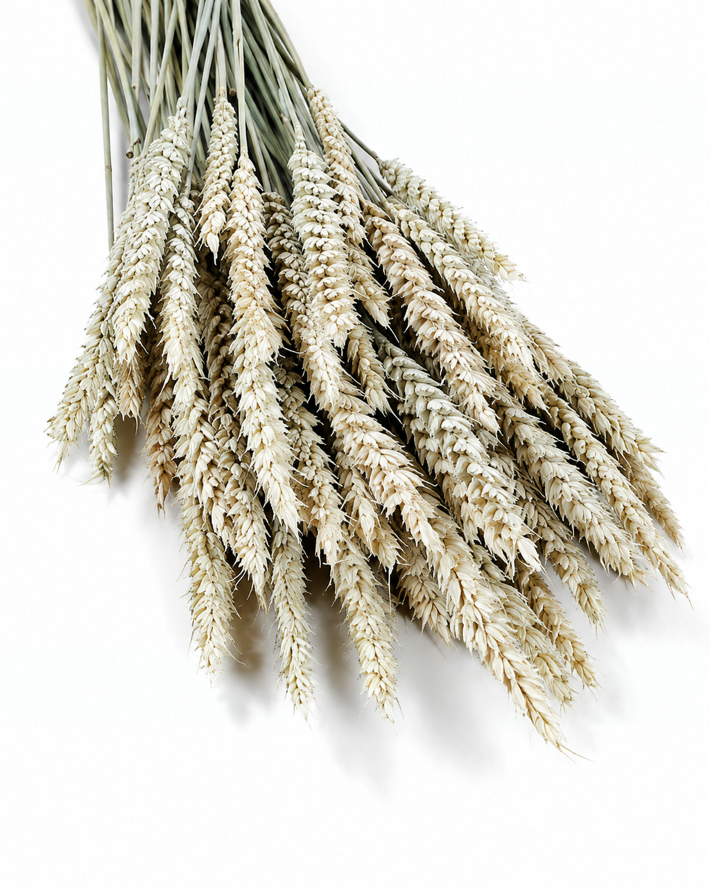 Natural Wheat Bundle