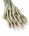 Natural Wheat Bundle