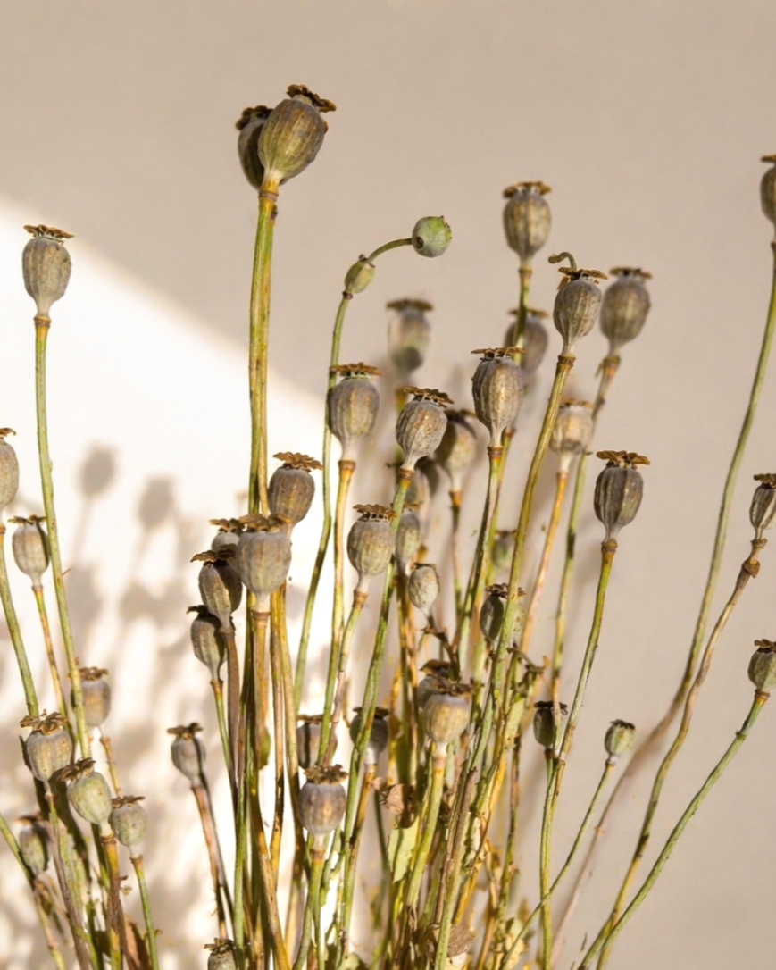 Natural Dried Poppy Pods Bouquet