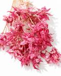 Red Safflower Stems
