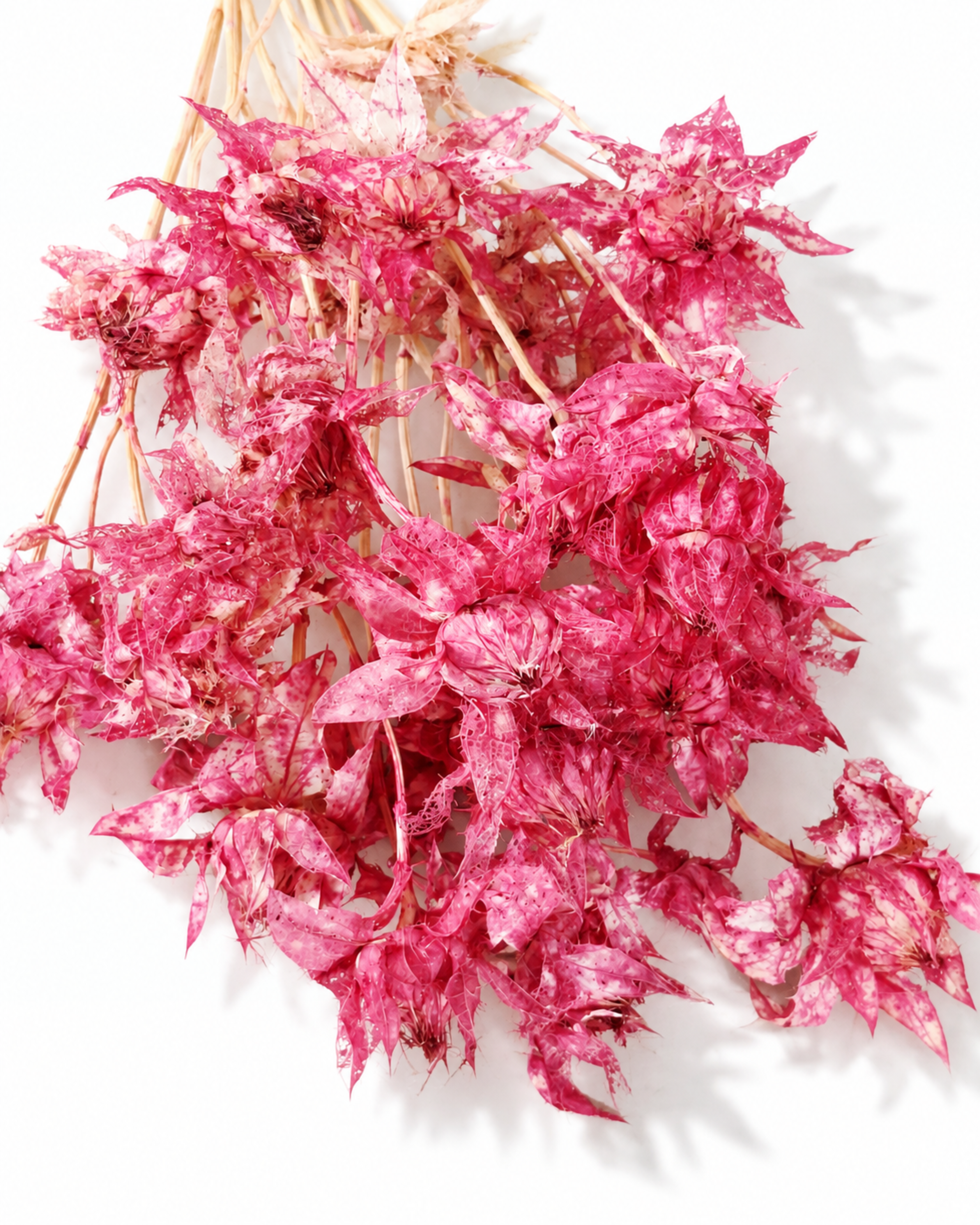 Red Safflower Stems
