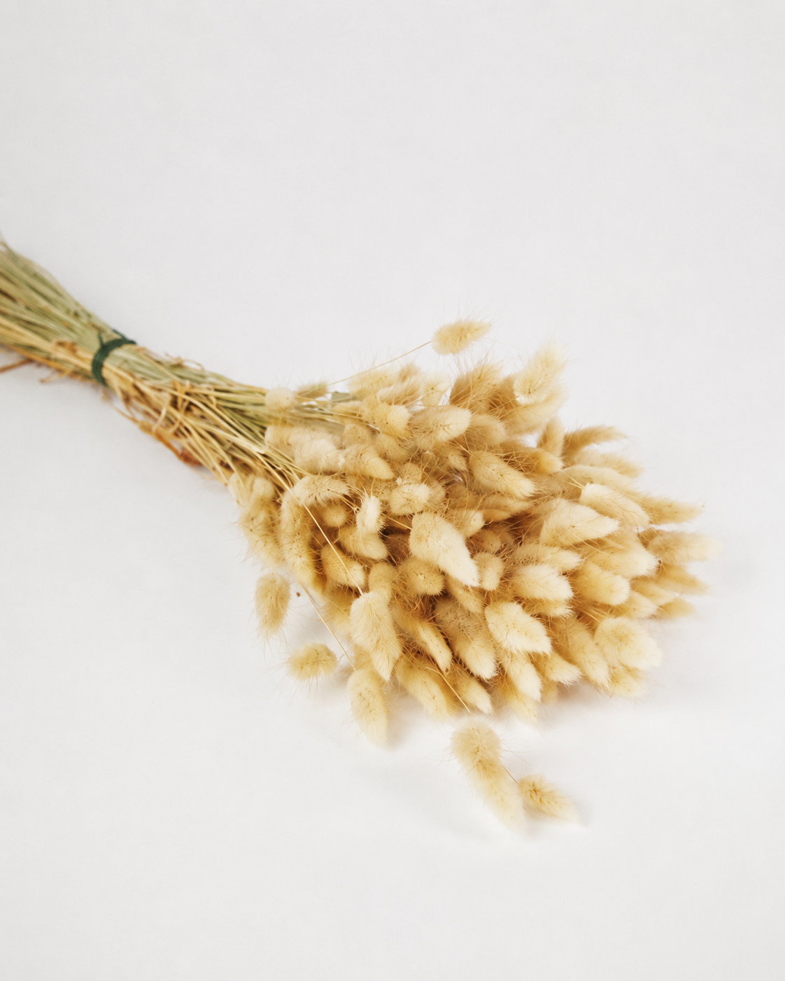 Natural Bunny Tail Grass
