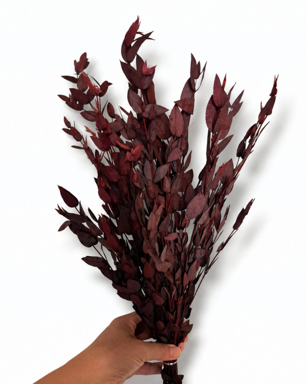 A full, uniform bundle of premium preserved Burgundy Eucalyptus Parvifolia stems showing soft, slender wine red leaves held in hand.
