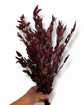 A full, uniform bundle of premium preserved Burgundy Eucalyptus Parvifolia stems showing soft, slender wine red leaves held in hand.
