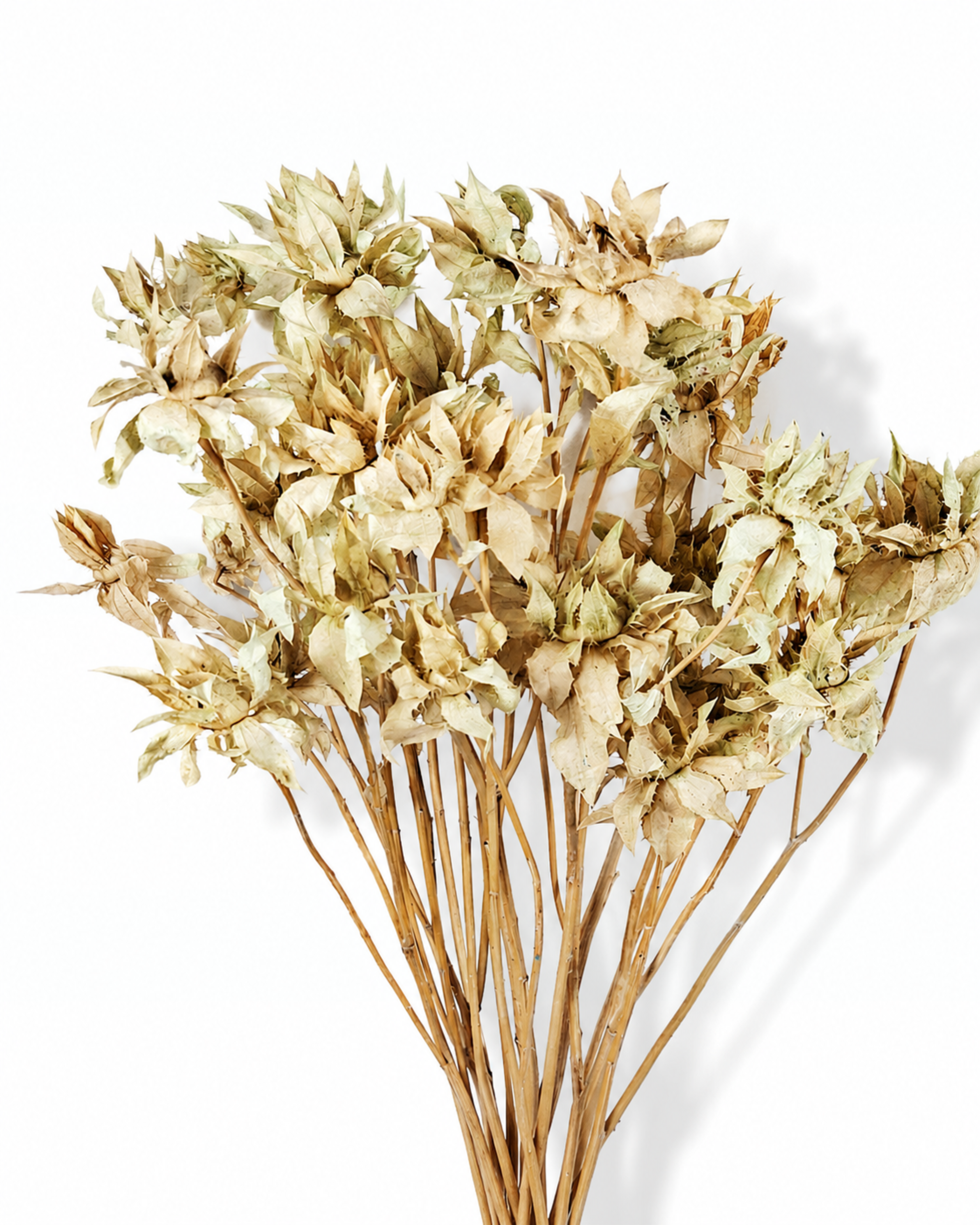 Premium preserved natural sage beige safflower stems 5 stems bunch for professional florist decor