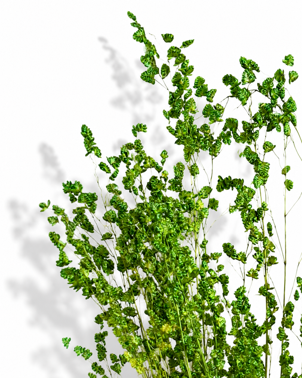 Dried Briza Grass Stems