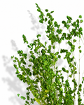 Dried Briza Grass Stems