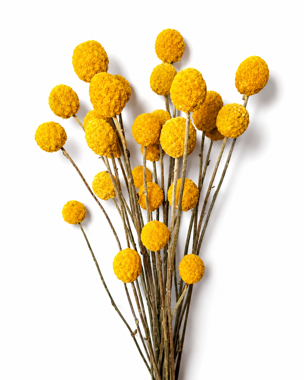 Craspedia Dried Flower Bouquet