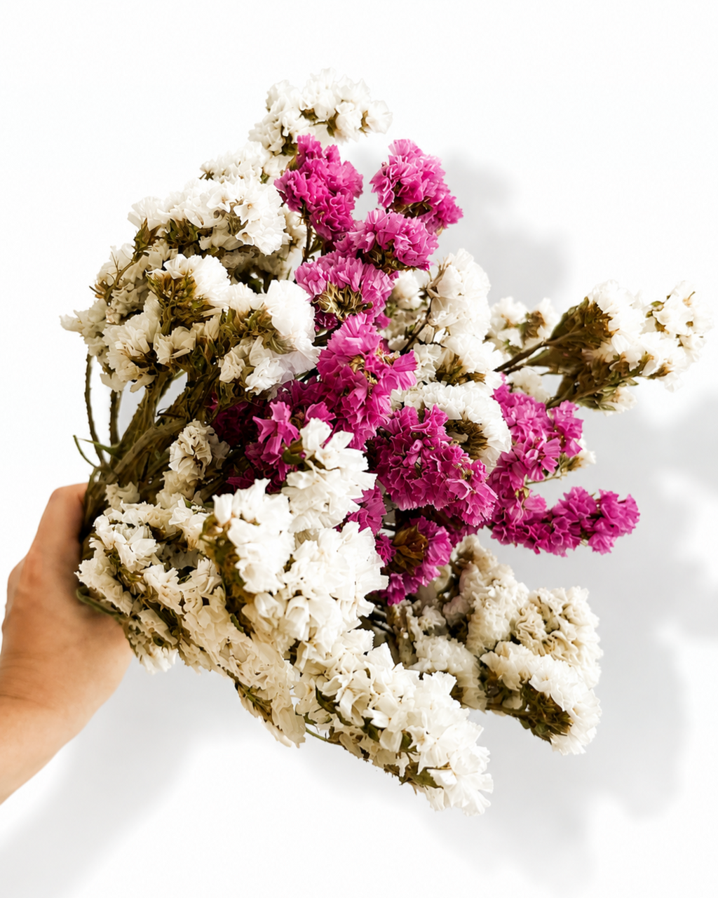 Full length bundle of two-tone pink and white dried Statice flowers held in hand.

