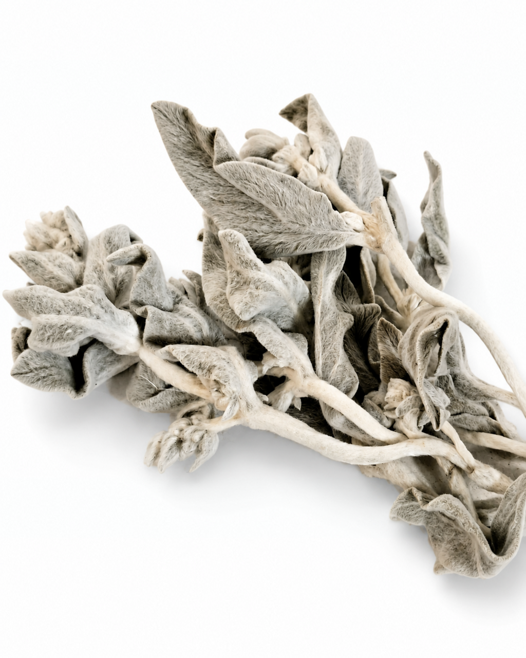 Preserved Lamb's Ear Stems
