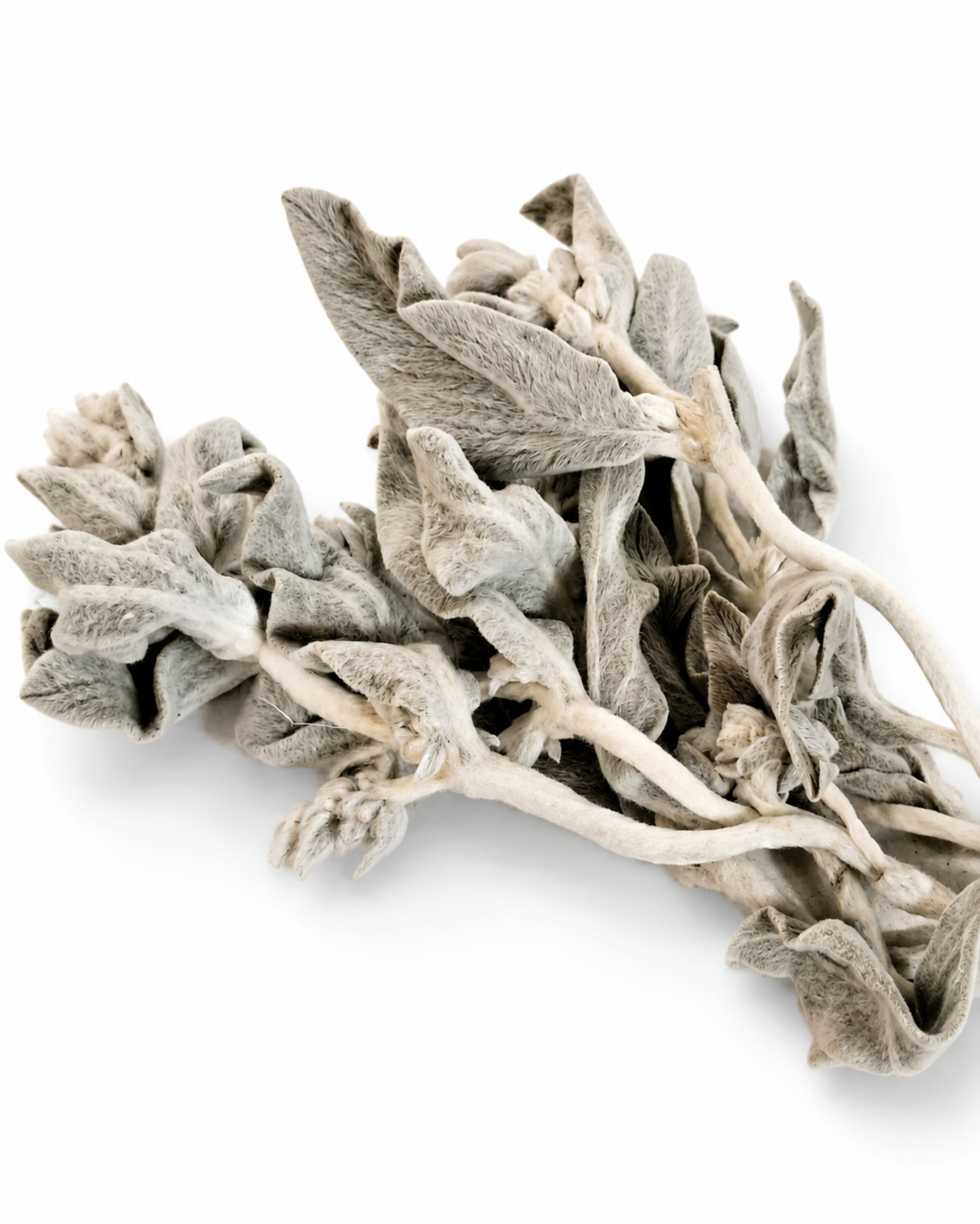 Preserved Lamb's Ear Stems