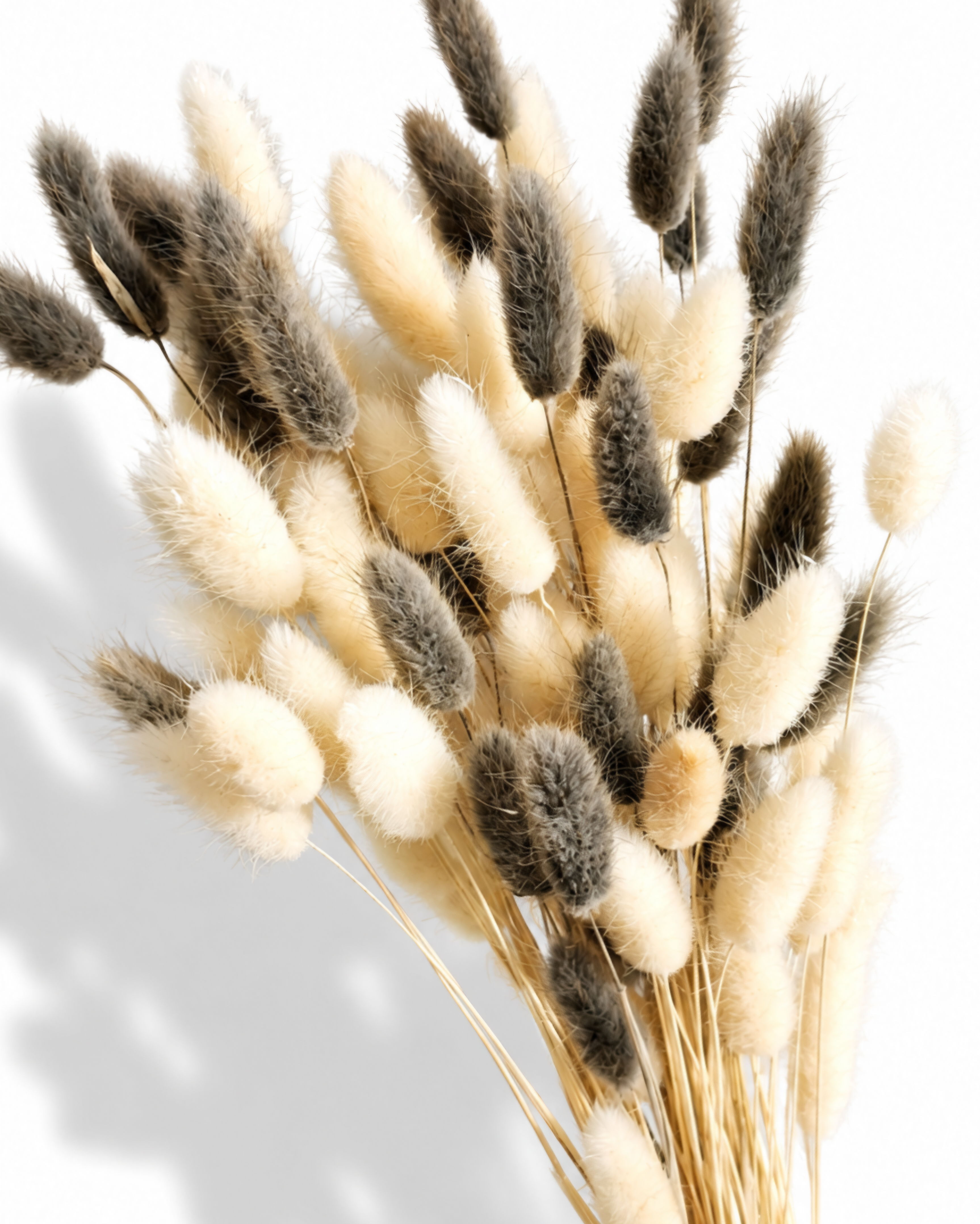 Detailed angle view of bleached white and ash grey Lagurus bunny tails against a white background.
