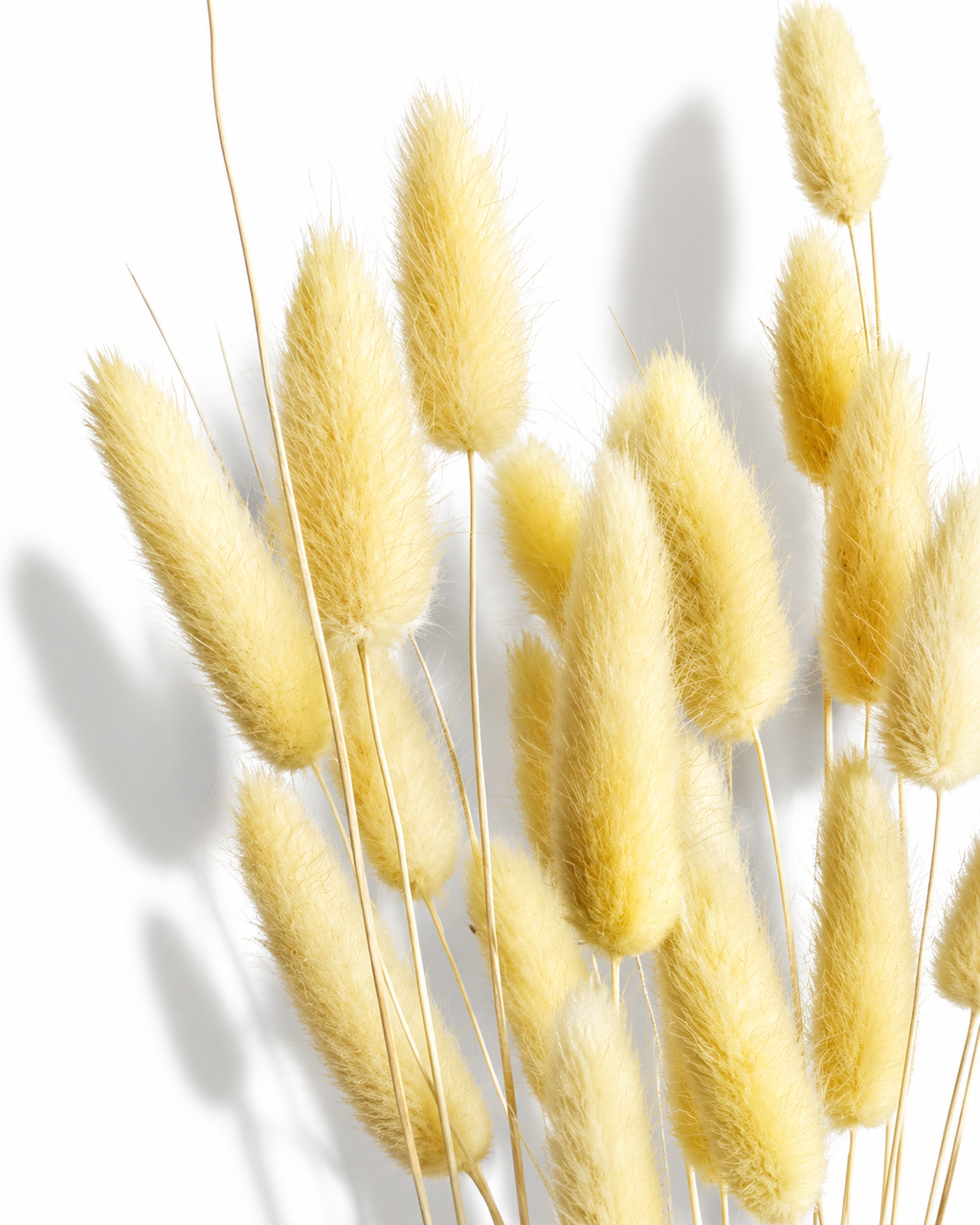 Detailed close-up photo of soft pastel yellow bunny tail plumes showing intricate fluffy fibers in bright light.
