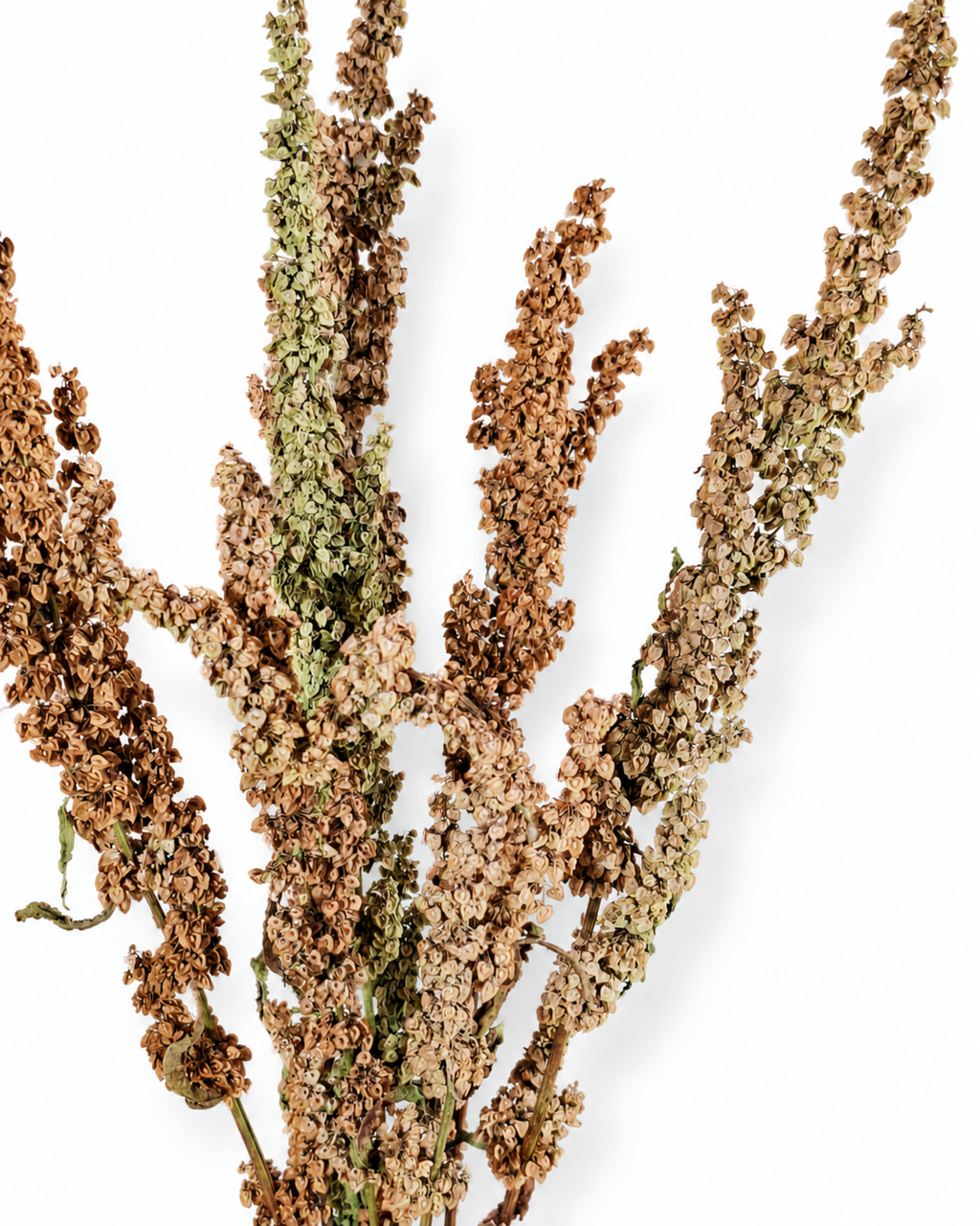 Wild Dock Dried Stems