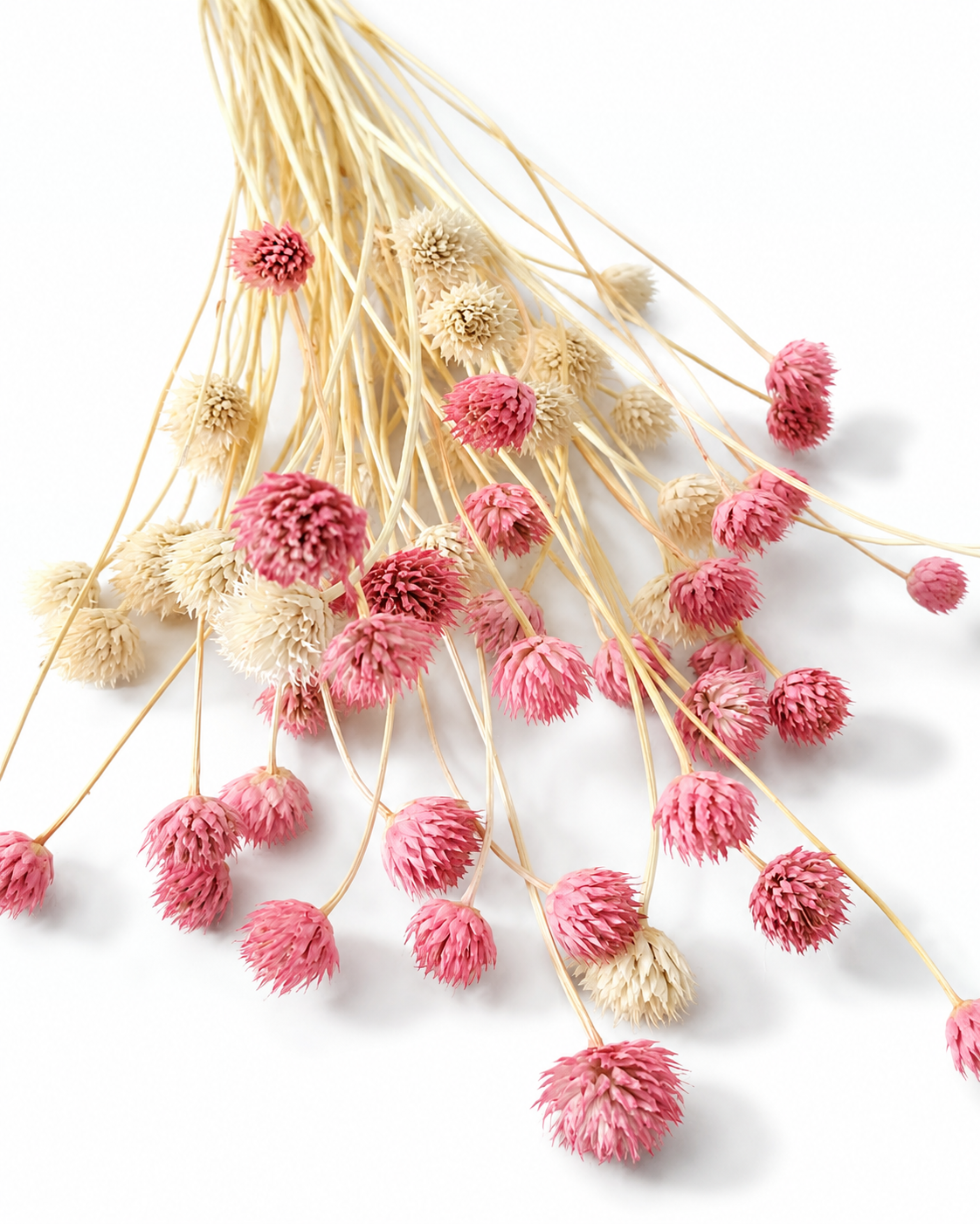 Pink Cephalaria Stems