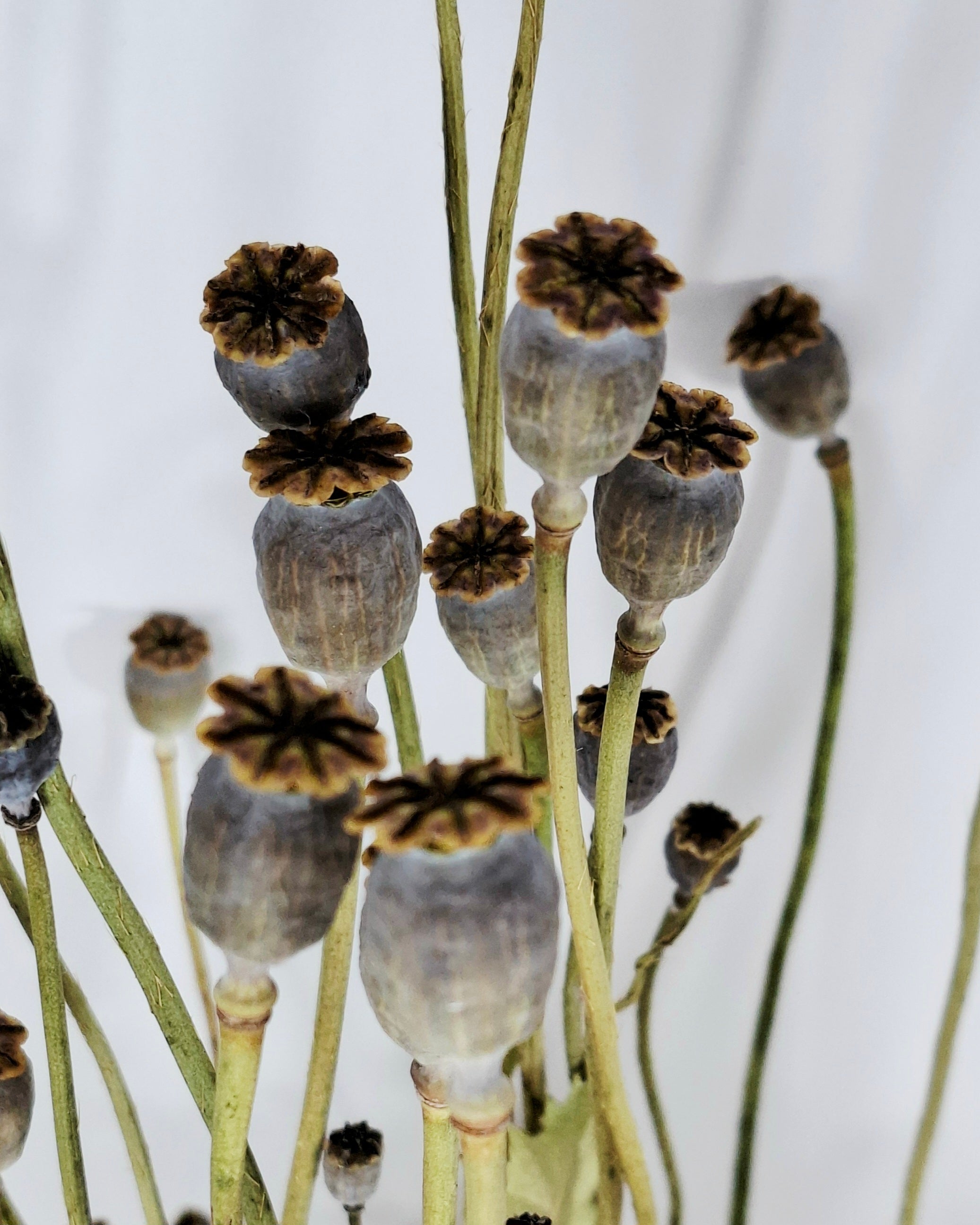 Natural Dried Poppy Stems