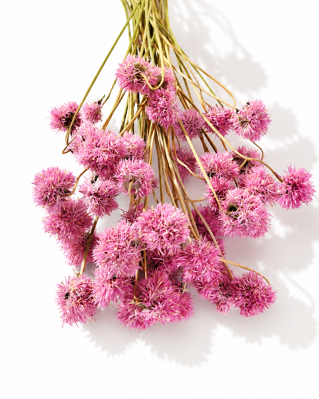 Pink Gomphrena