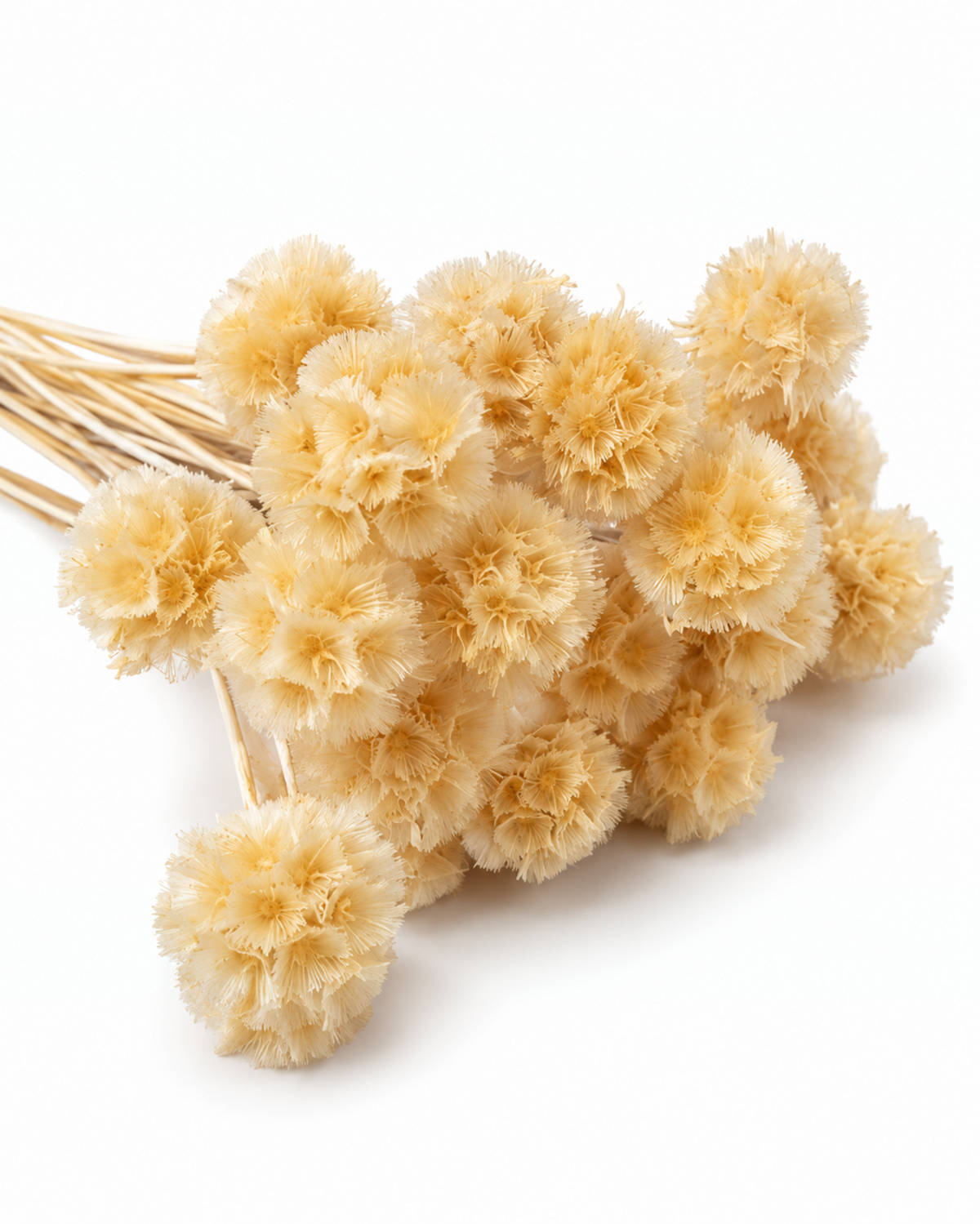 Bleached Preserved Scabiosa Stems - 15-17cm Starflower Pods (Bunch of 10)