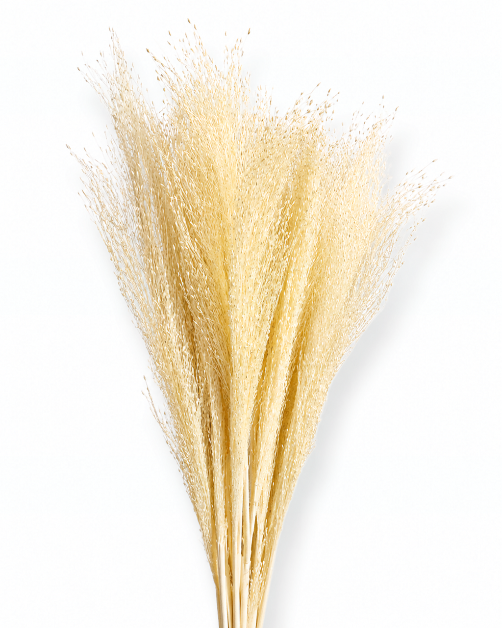 55 cm long natural ivory dried panicum bouquet 50 grams for modern scandinavian home decoration