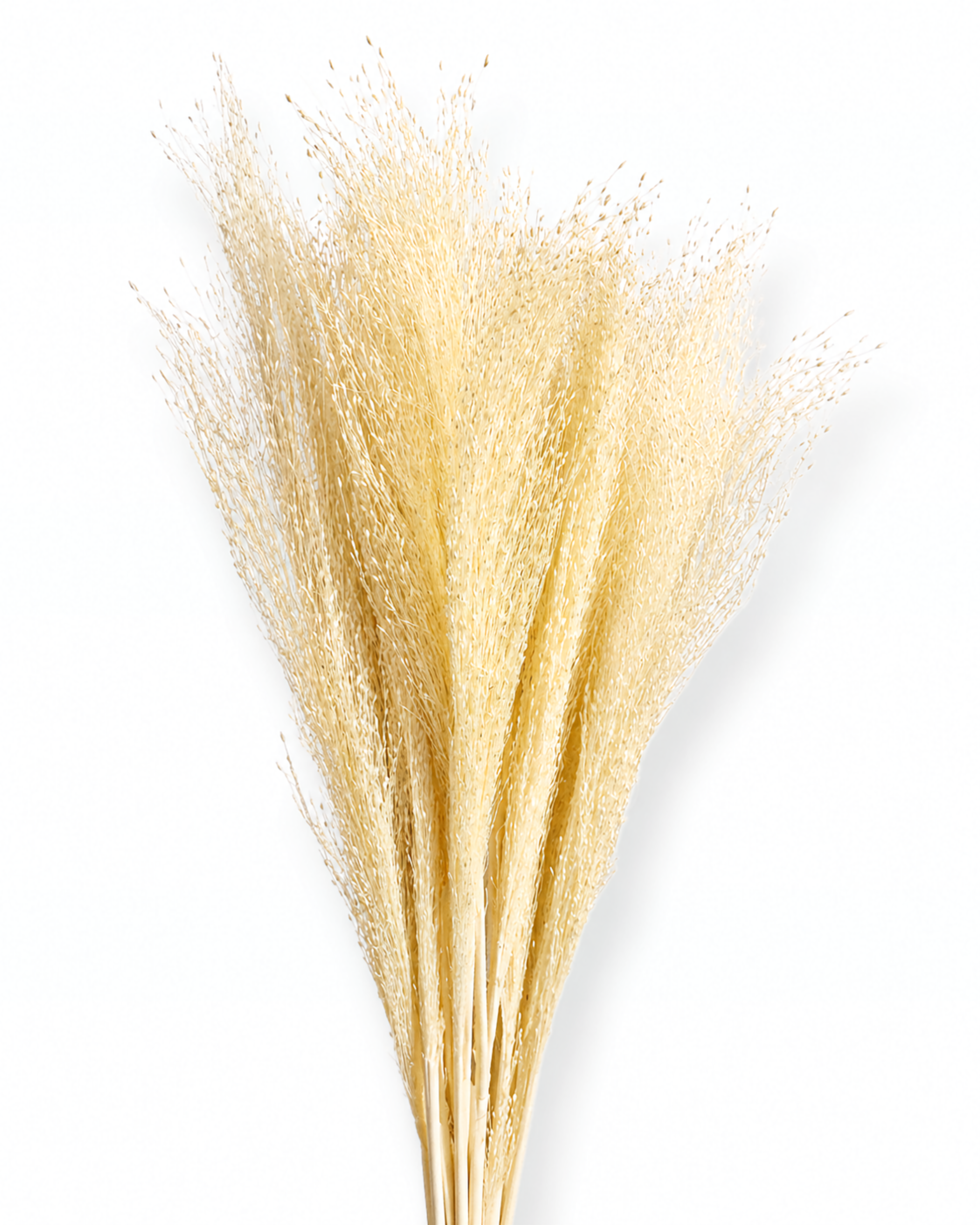 55 cm long natural ivory dried panicum bouquet 50 grams for modern scandinavian home decoration