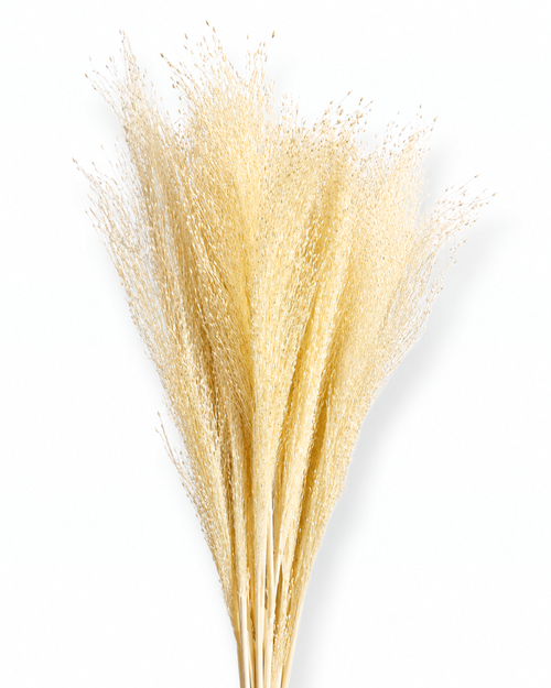 55 cm long natural ivory dried panicum bouquet 50 grams for modern scandinavian home decoration