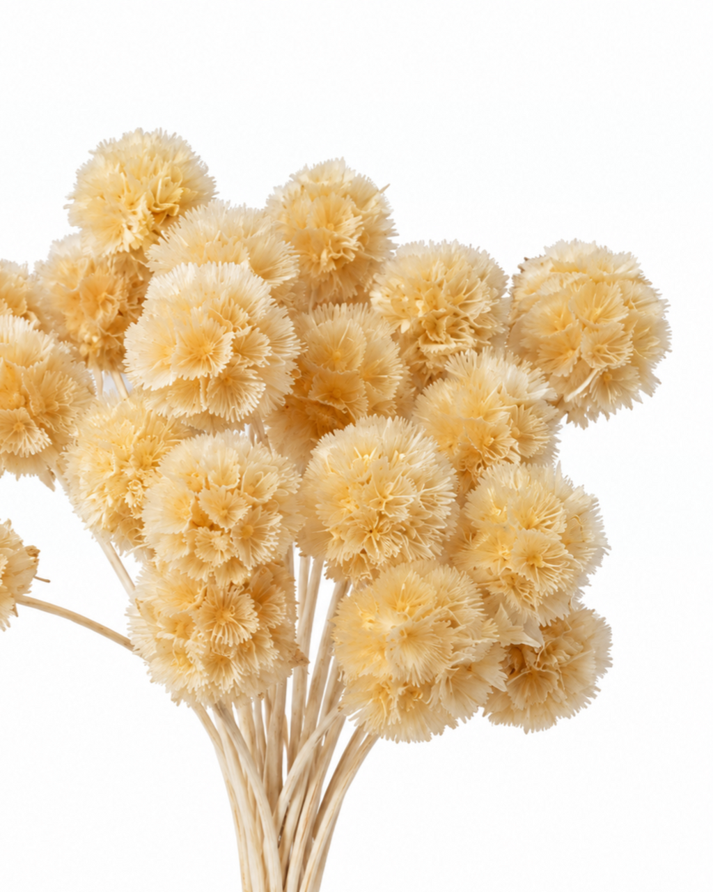 Bleached Preserved Scabiosa Stems - 15-17cm Starflower Pods (Bunch of 10)