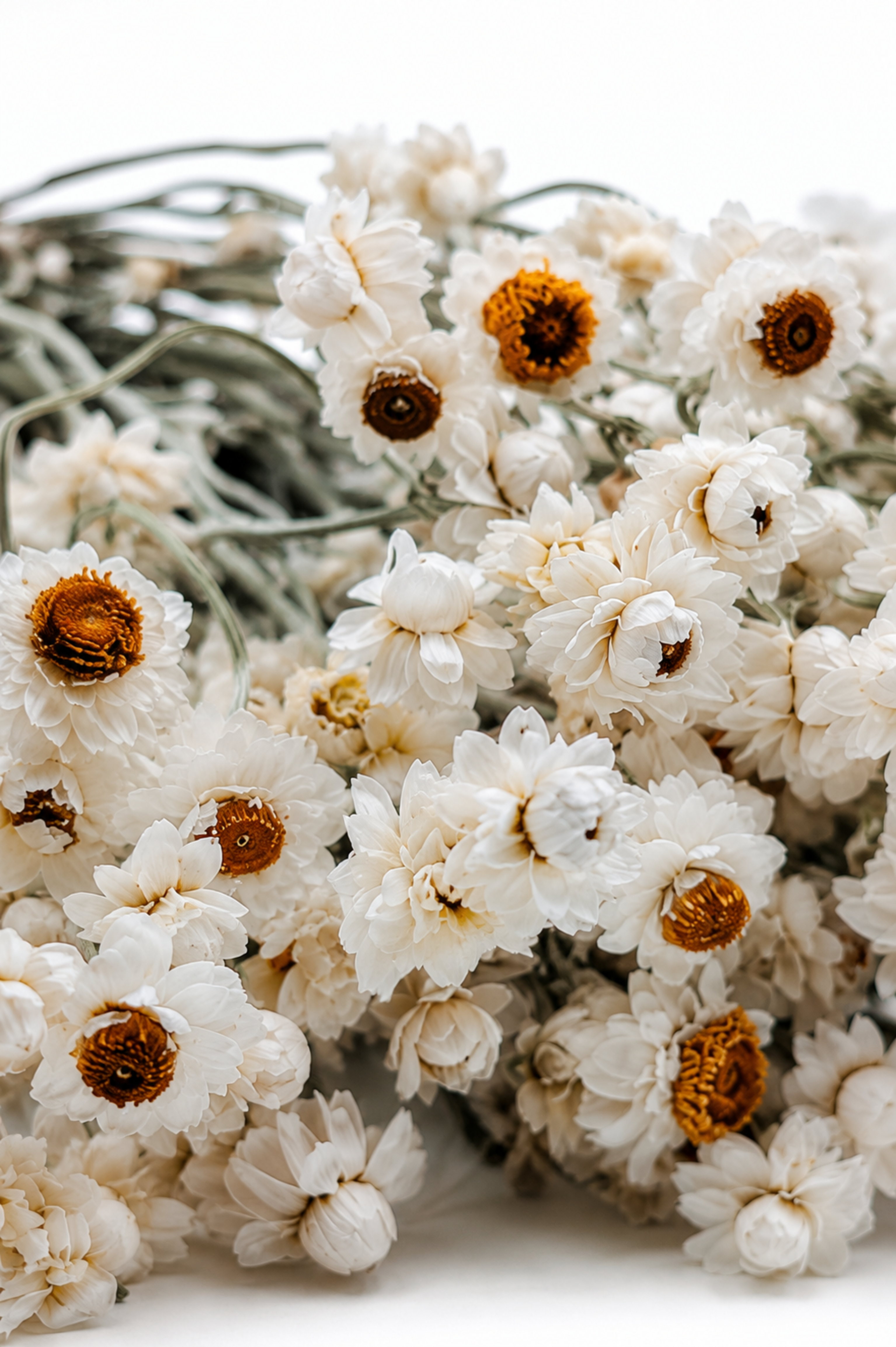 Texture details of premium non-brittle preserved white ammobium everlasting flowers for floral design
