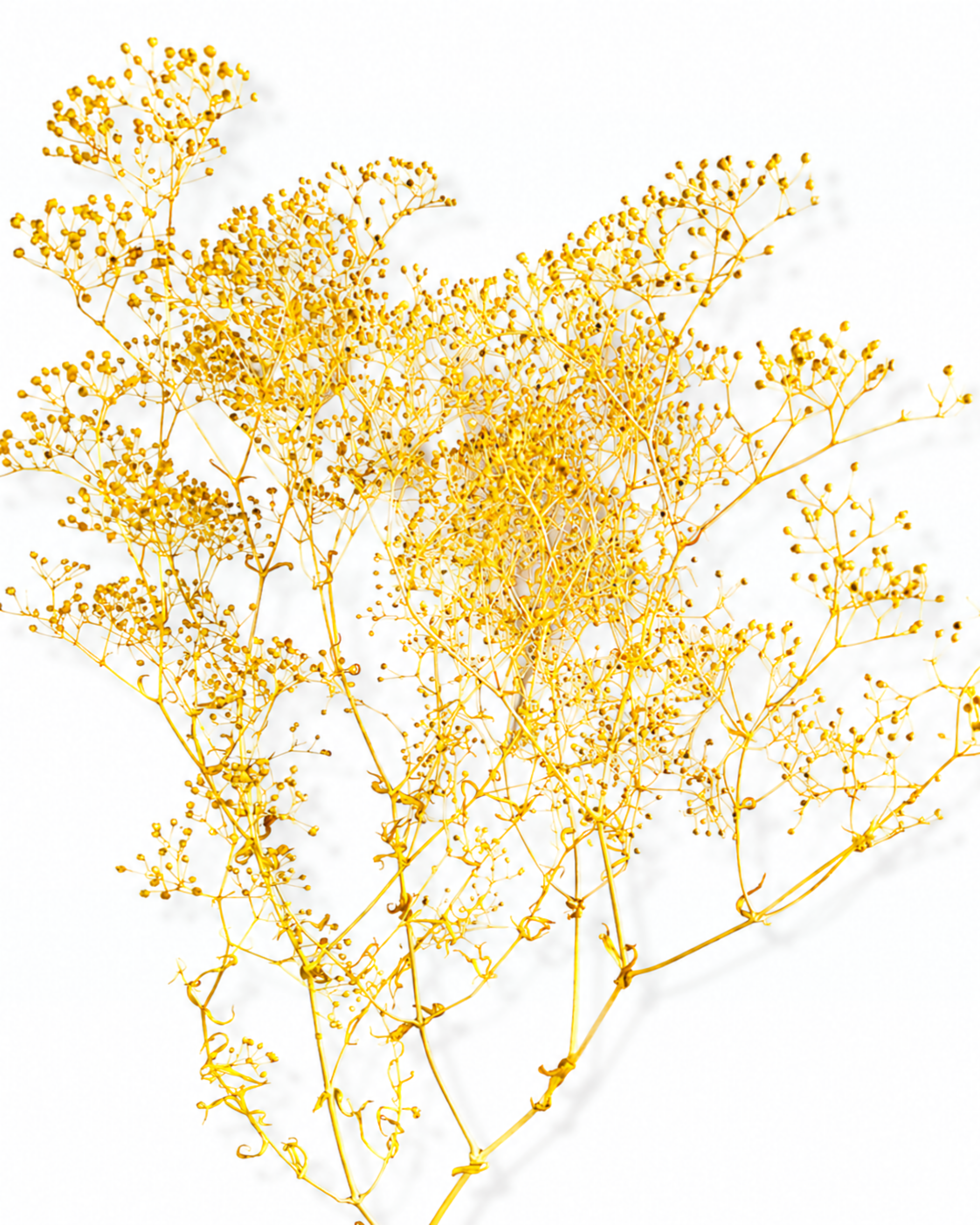 A close-up view of premium stabilized yellow Gypsophila flower stems, demonstrating the dense texture and delicate small blossoms.
